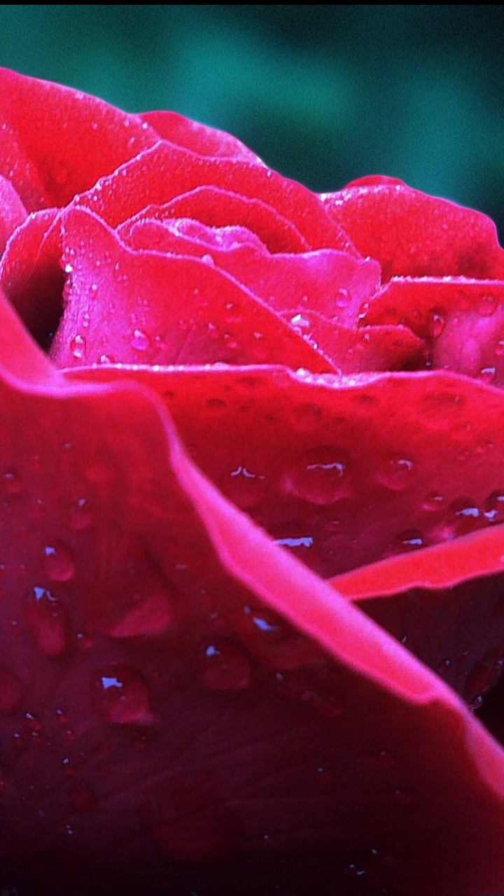 Baixar papel de parede para celular de Flores, Rosa, Flor, Rosa Vermelha, Flor Vermelha, Terra/natureza, Gota De Água, Pingo D'água gratuito.