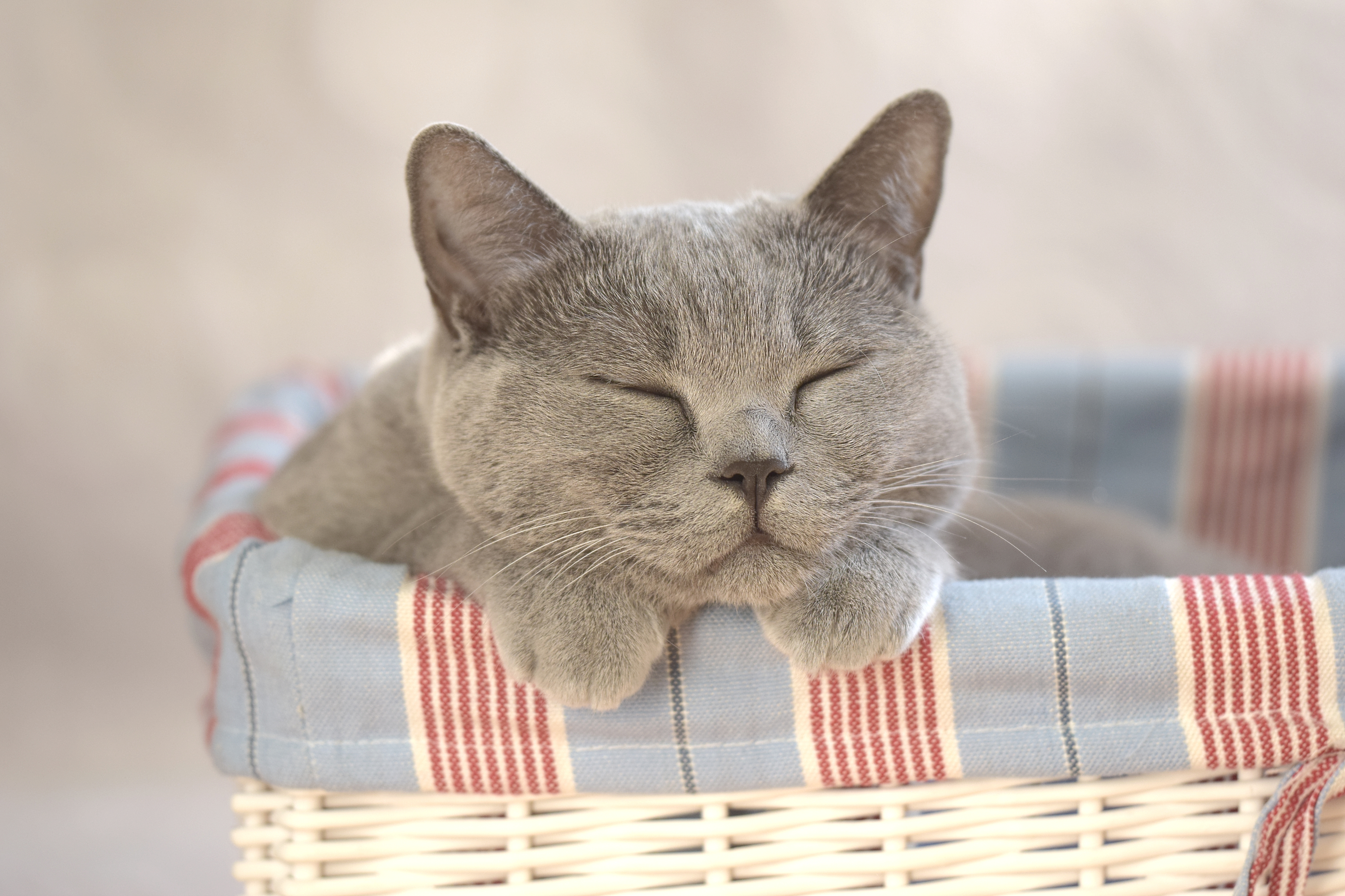 1525065 descargar imagen animales, gato, lindo, dormido, gatos: fondos de pantalla y protectores de pantalla gratis