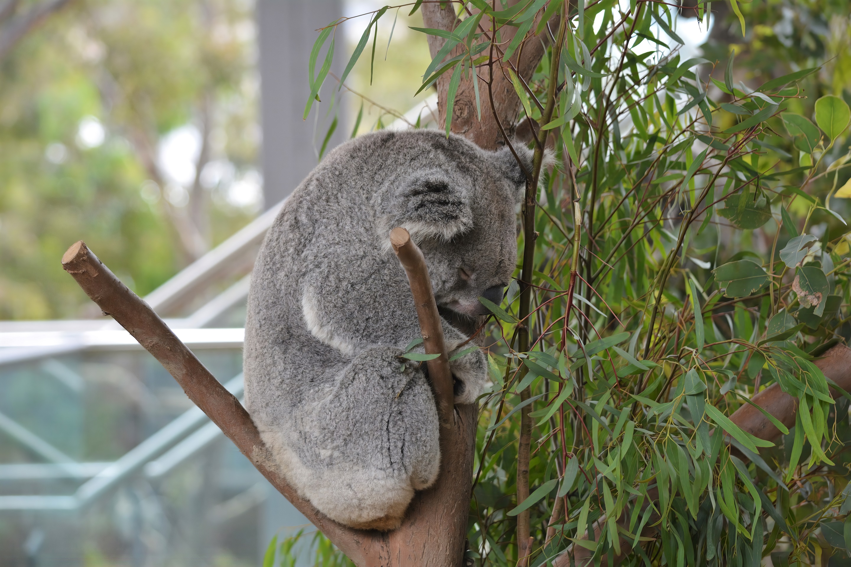 Téléchargez des papiers peints mobile Animaux, En Train De Dormir, Koala, Zoo gratuitement.