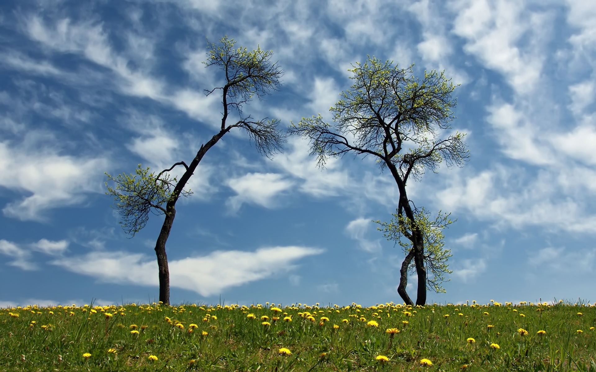 Free download wallpaper Trees, Tree, Earth on your PC desktop