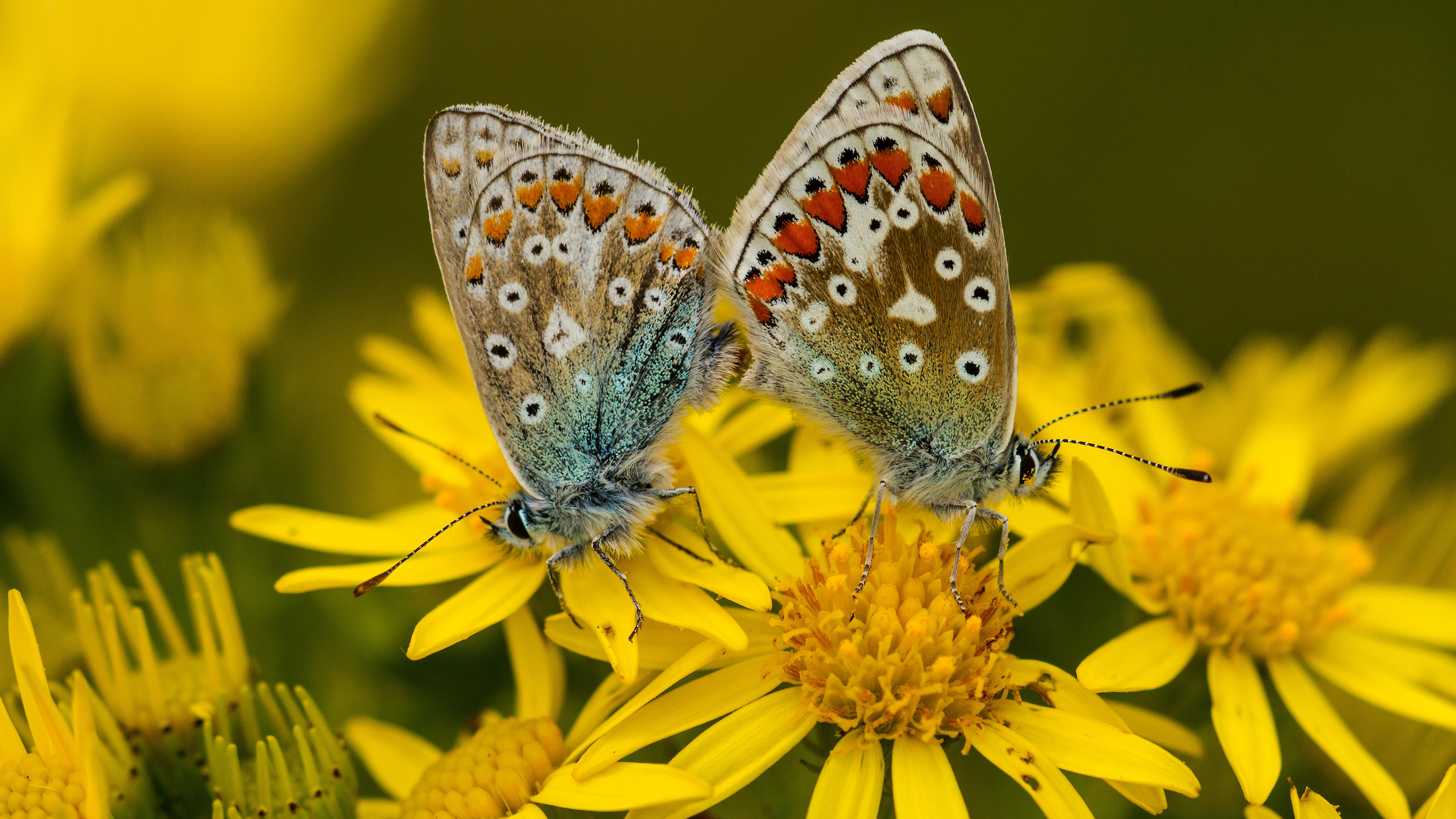 Descarga gratuita de fondo de pantalla para móvil de Animales, Mariposa.