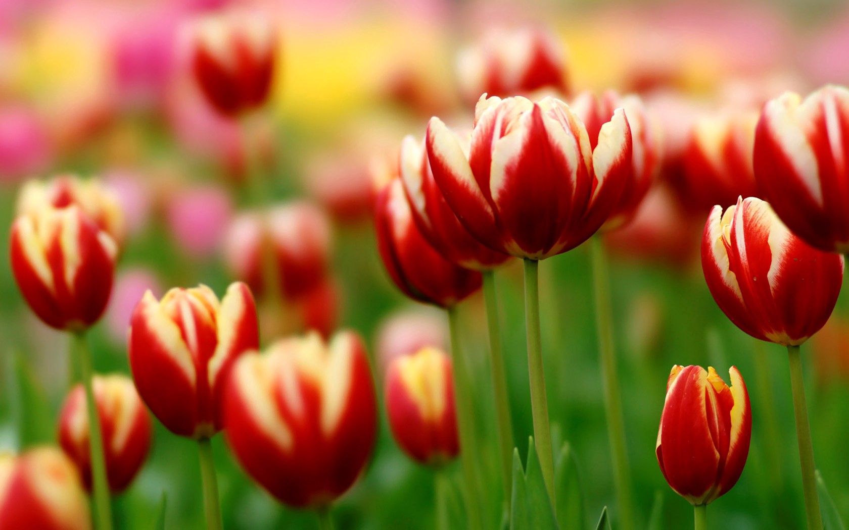 close up, flowers, tulips, flower bed, flowerbed, variegated, mottled QHD