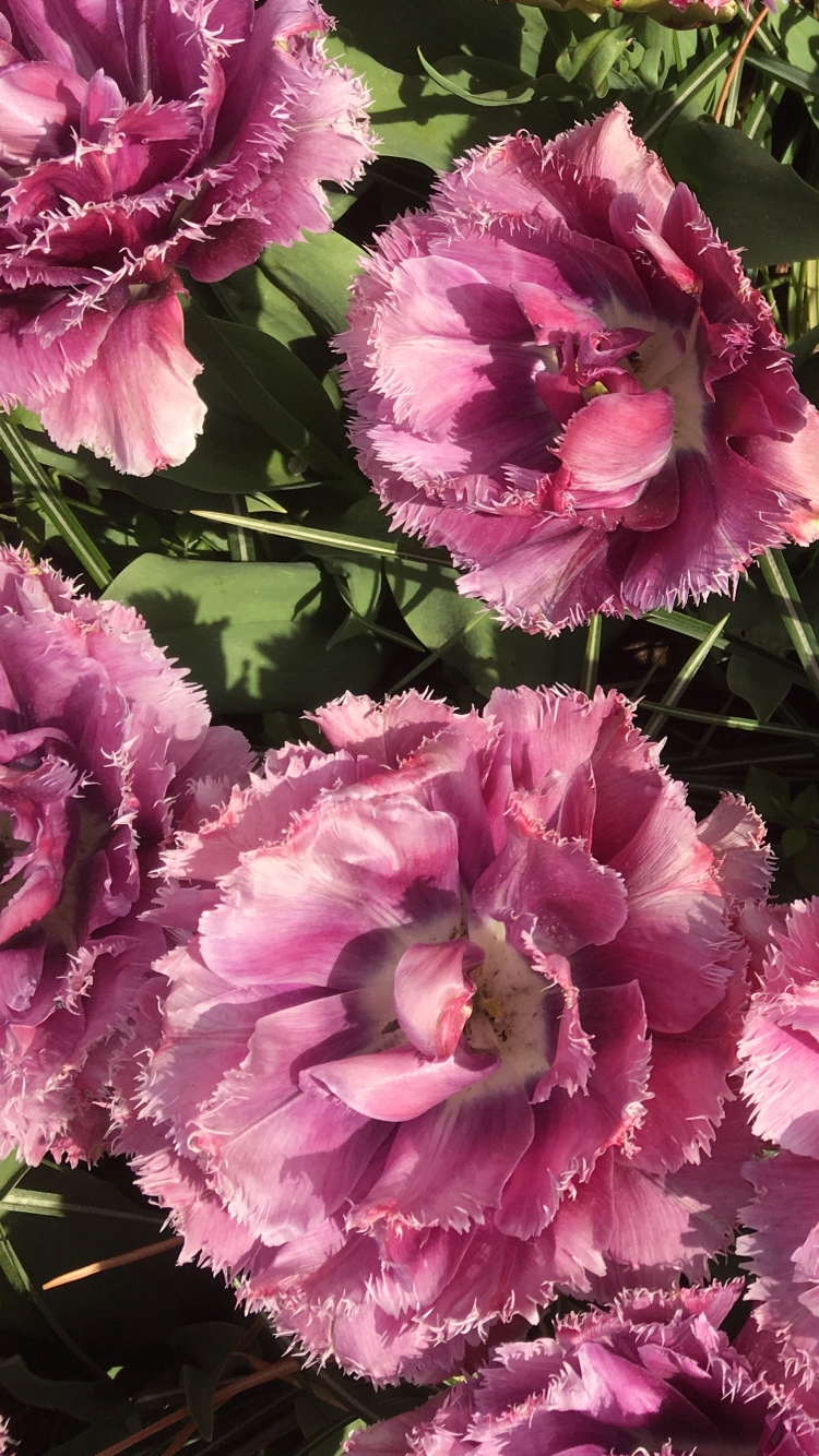 無料モバイル壁紙自然, フラワーズ, 花, 地球, ピンクの花をダウンロードします。