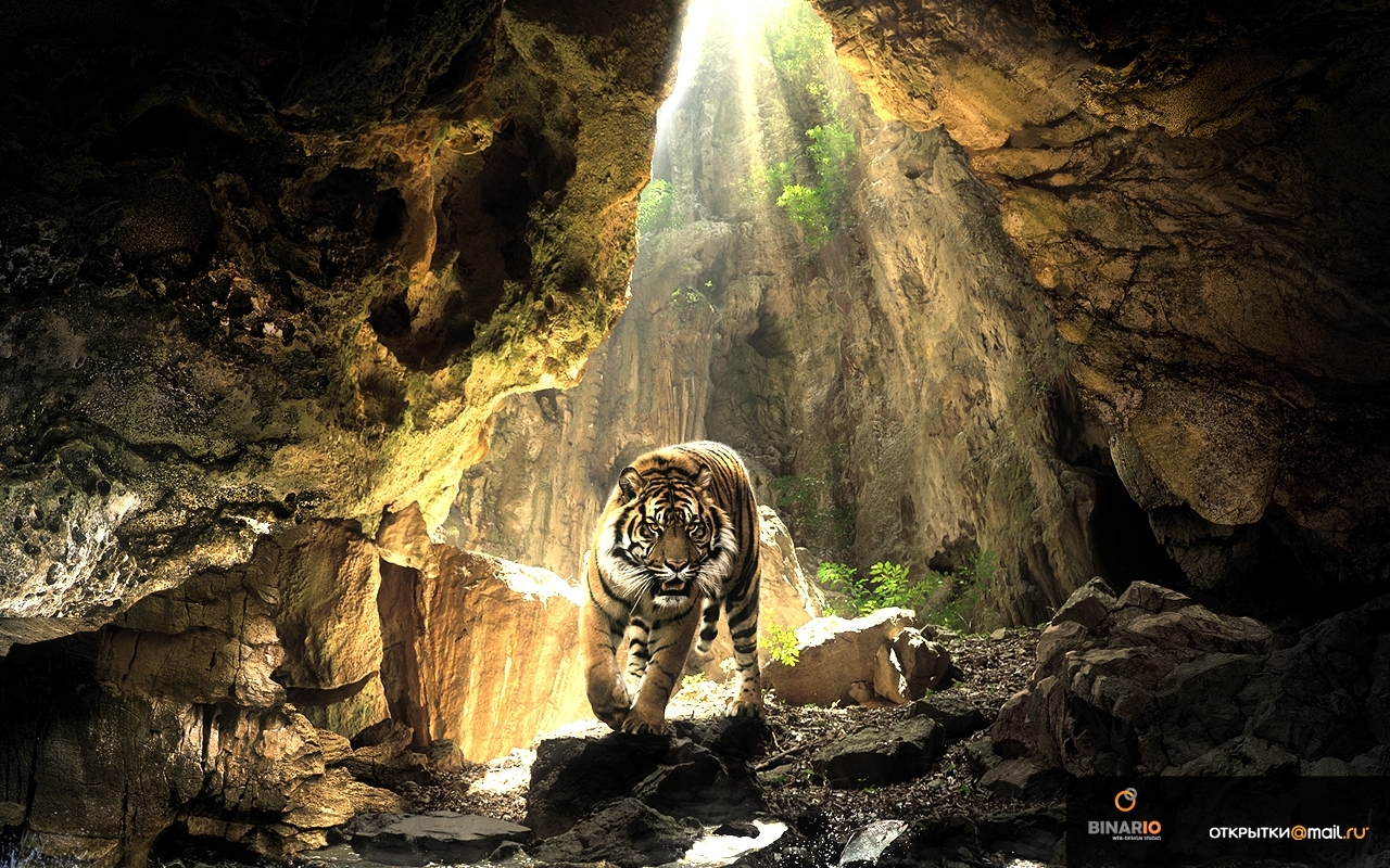 23876 скачать обои тигры, животные, желтые - заставки и картинки бесплатно