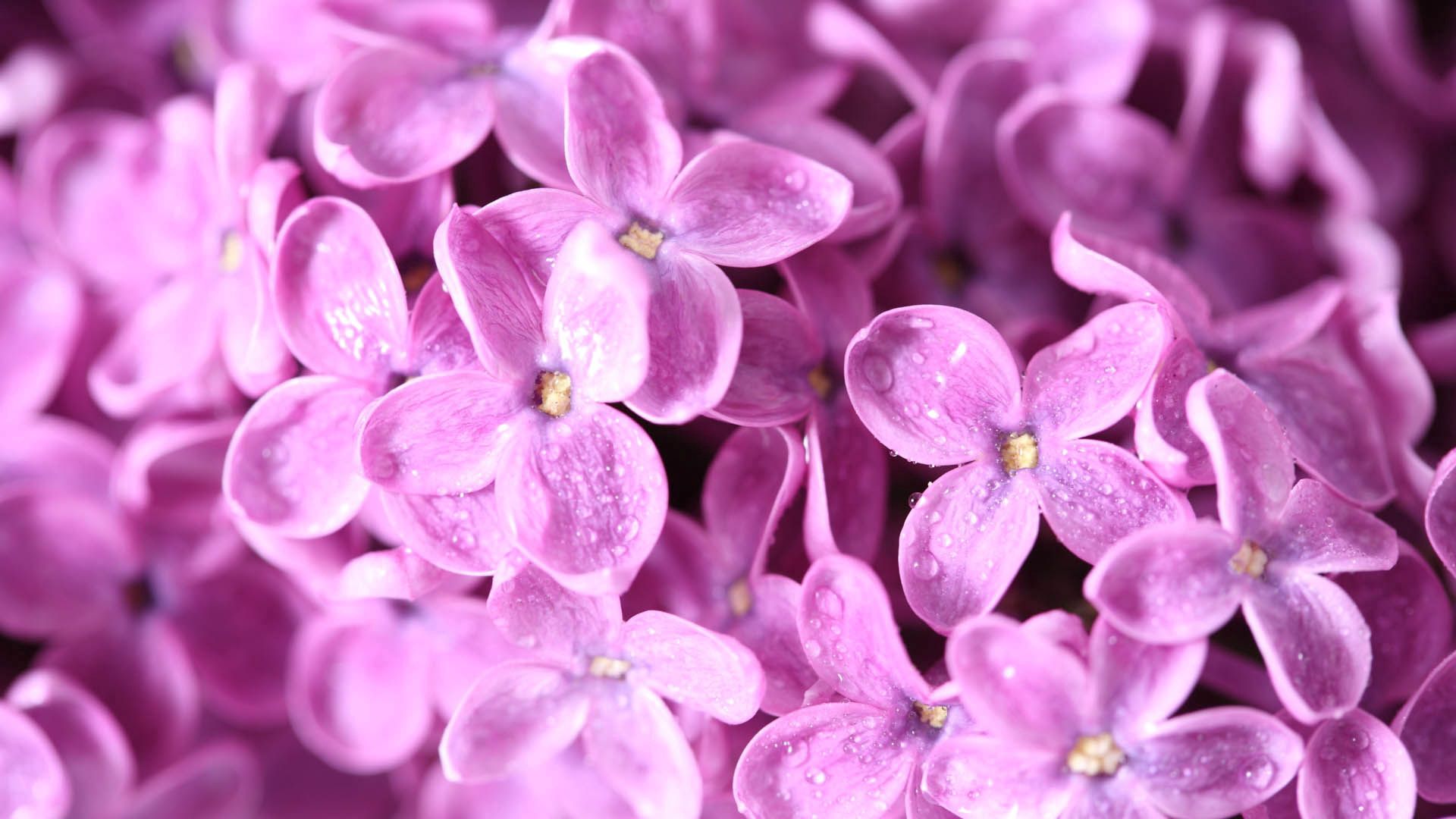 Download mobile wallpaper Macro, Petals, Bud, Lilac, Flower for free.