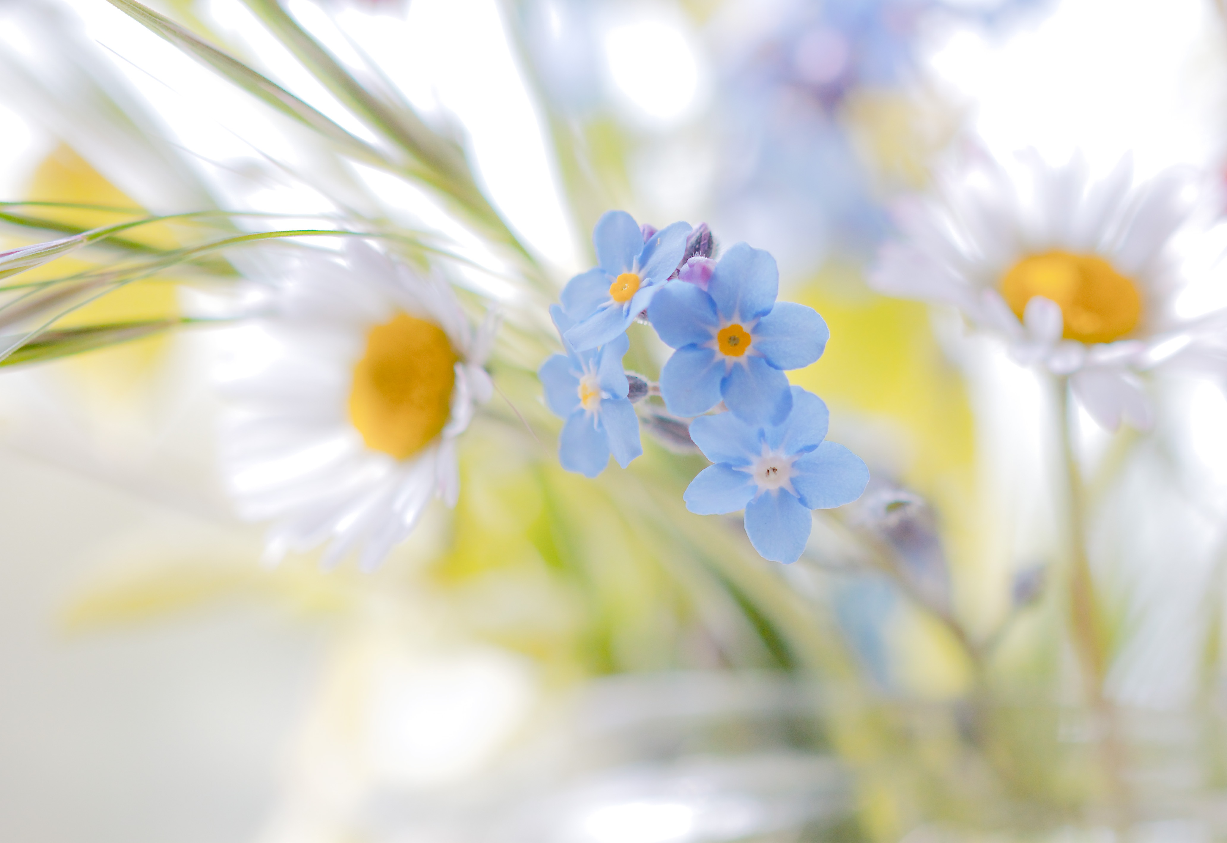 394504 скачать картинку незабудка, земля/природа, синий цветок, ромашка, белый цветок, флауэрсы - обои и заставки бесплатно