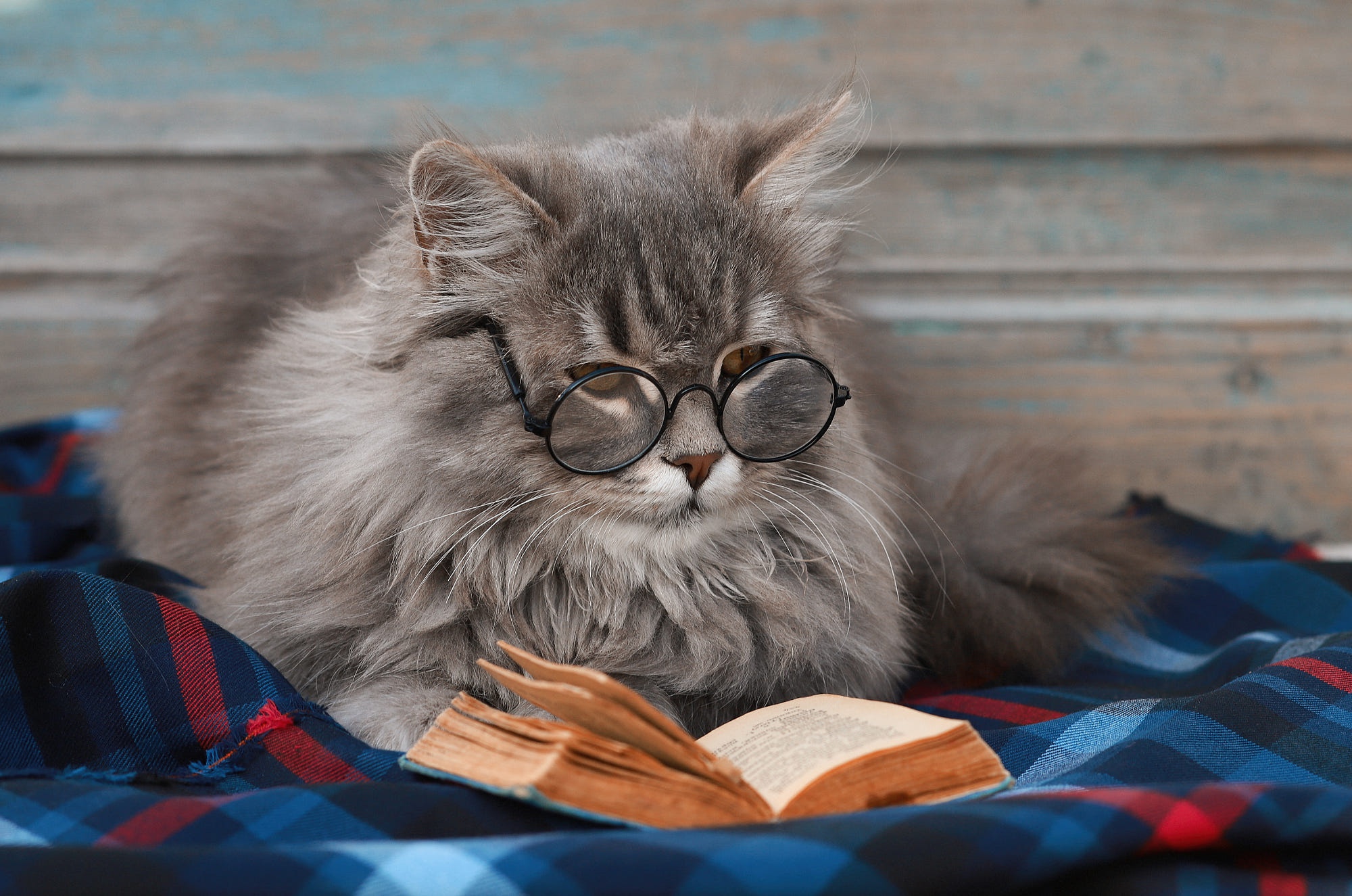 Free download wallpaper Cats, Cat, Animal, Glasses on your PC desktop