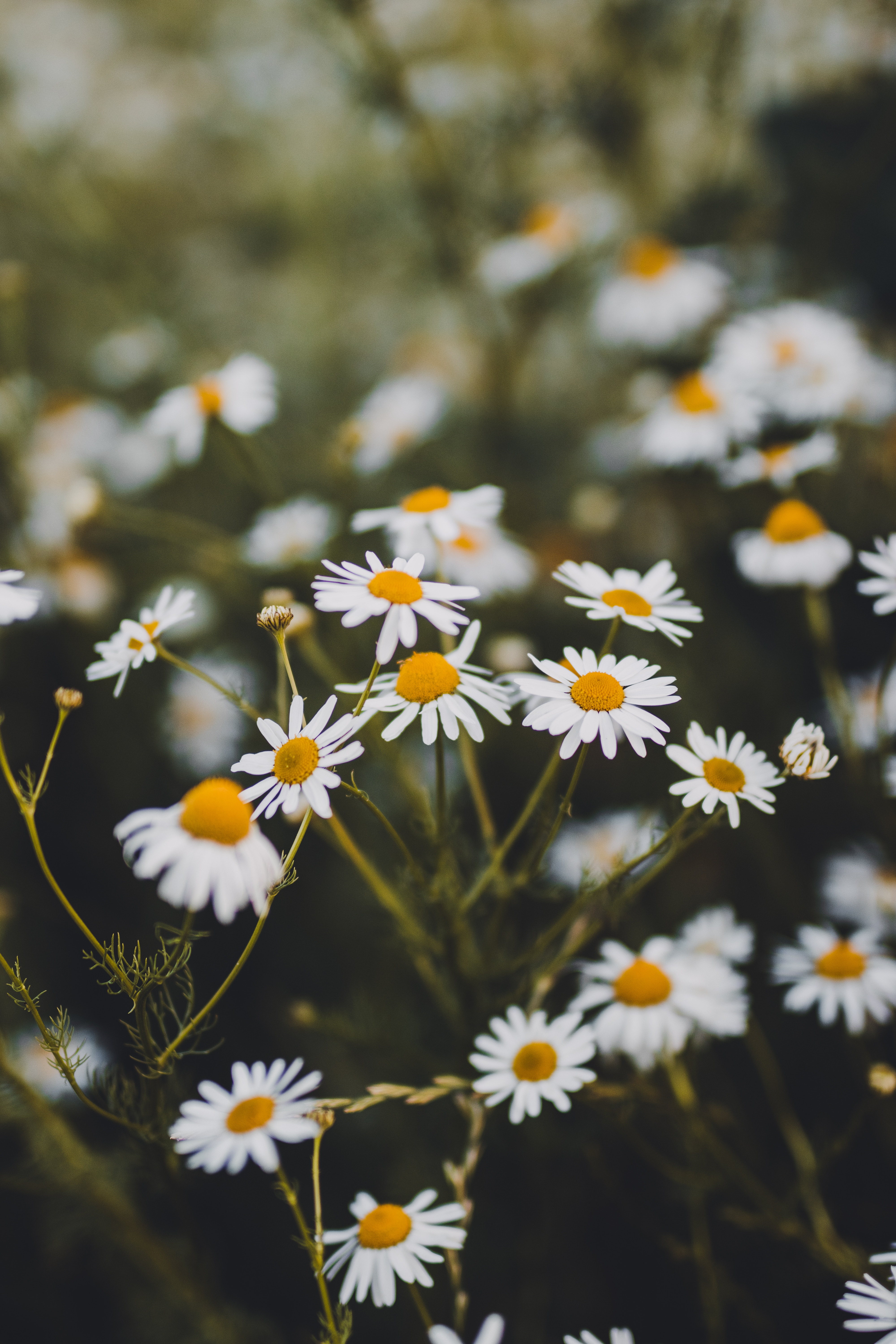 Free download wallpaper Flowers, Flowering, Summer, Plant, Bloom, Camomile on your PC desktop