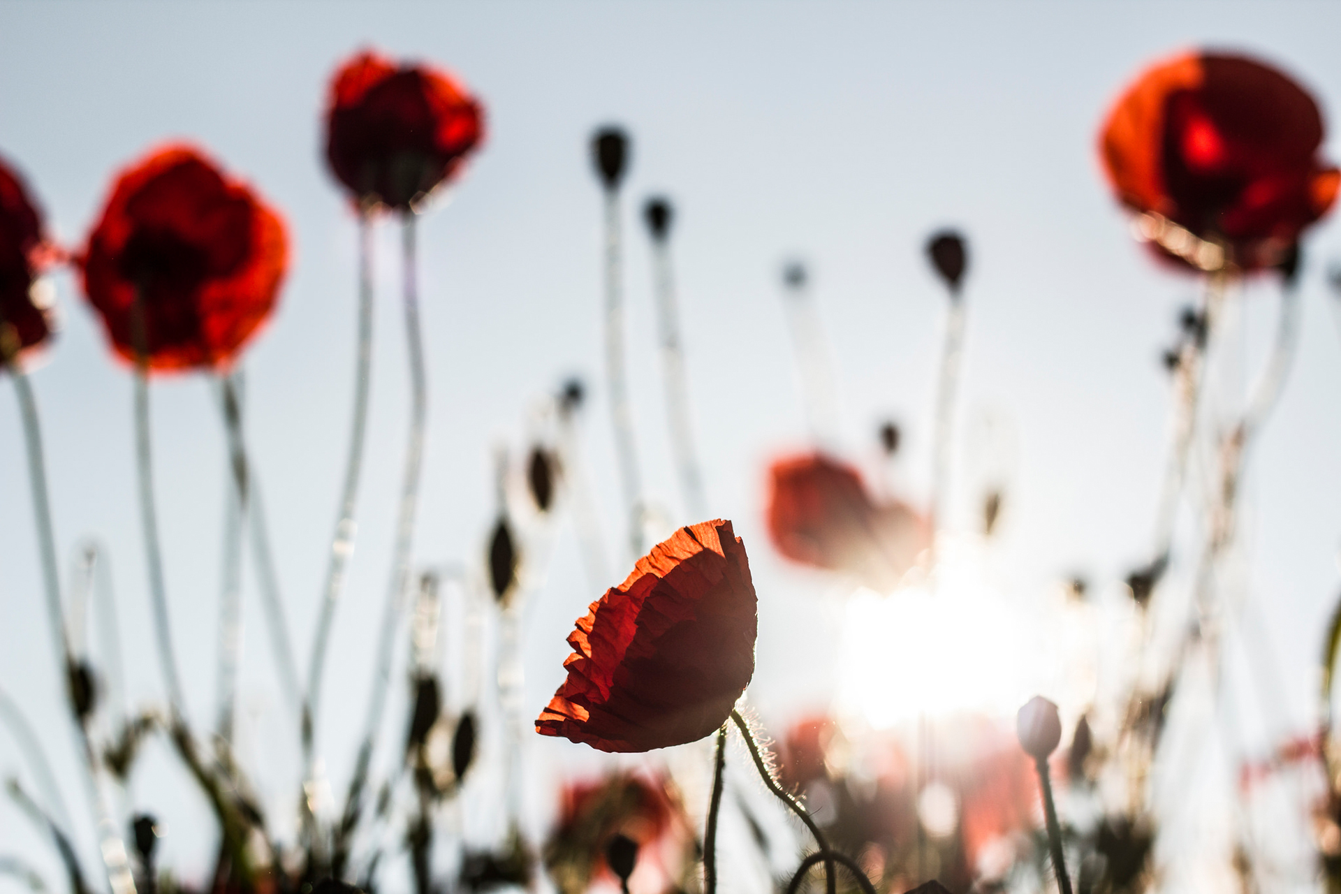 Descarga gratis la imagen Naturaleza, Flores, Verano, Flor, De Cerca, Amapola, Soleado, Flor Roja, Tierra/naturaleza en el escritorio de tu PC