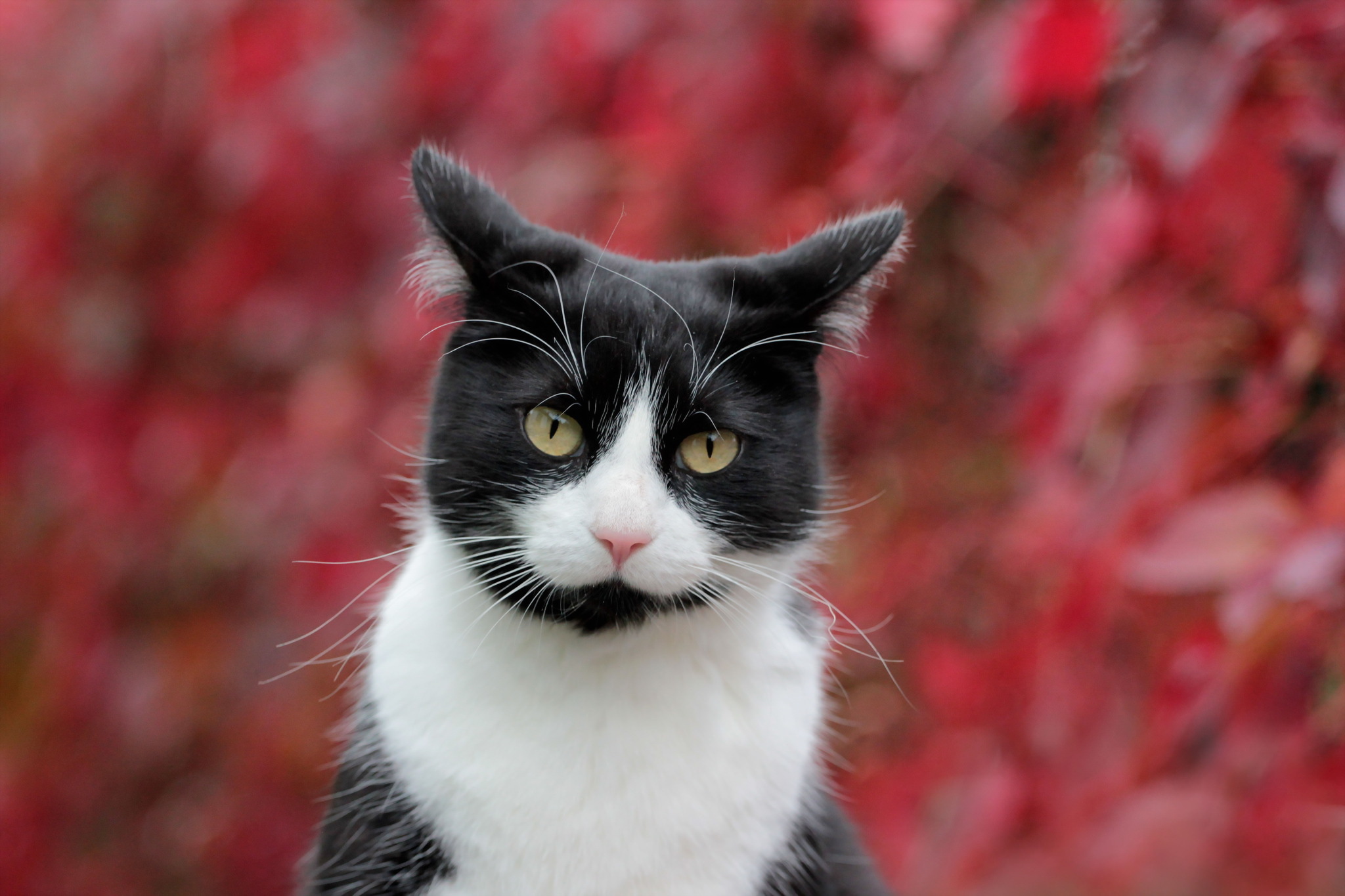 Baixar papel de parede para celular de Animais, Gatos, Gato gratuito.