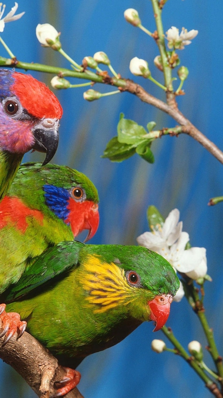 無料モバイル壁紙動物, 鳥, オウムをダウンロードします。