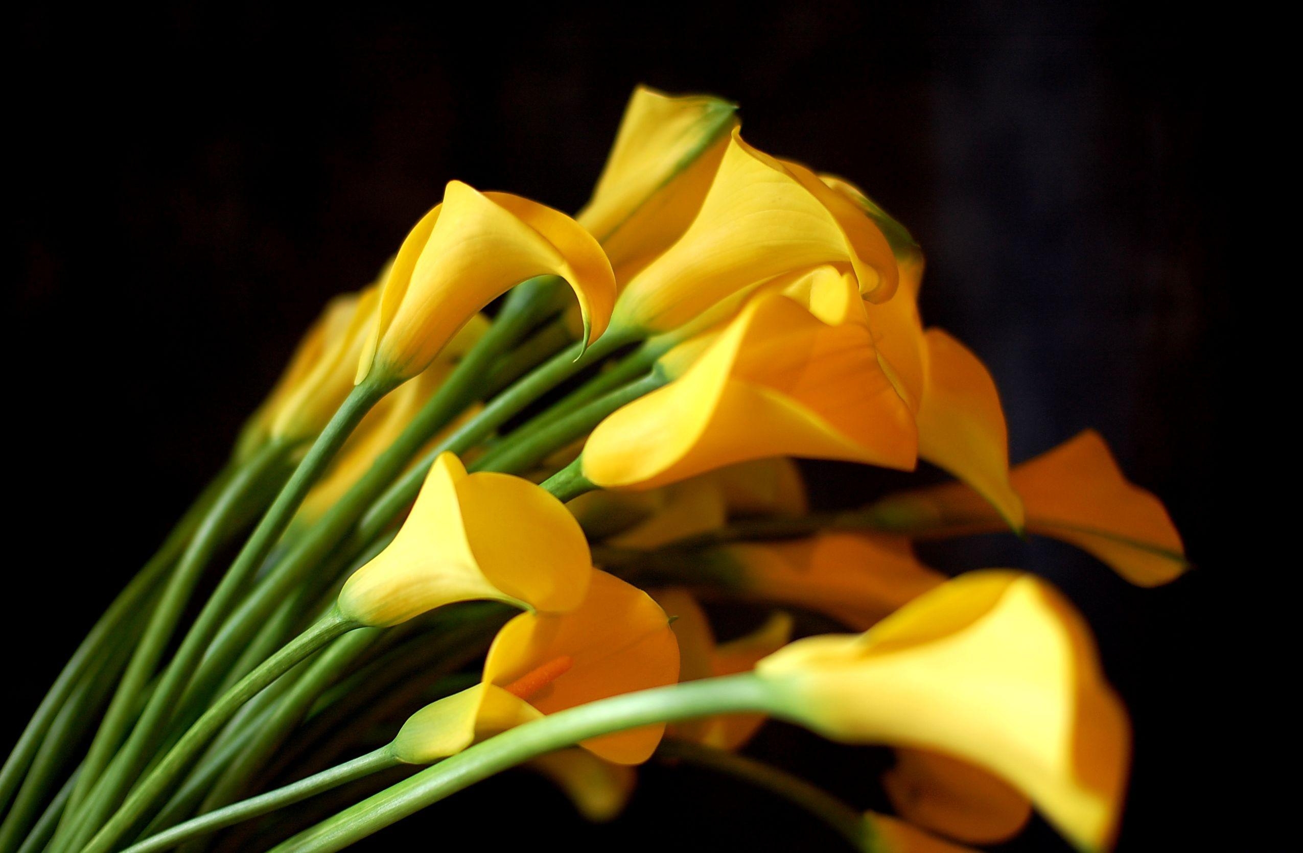 139395 descargar imagen flores, amarillo, ramo, fondo negro, calla, callas, nitidez, agudeza: fondos de pantalla y protectores de pantalla gratis