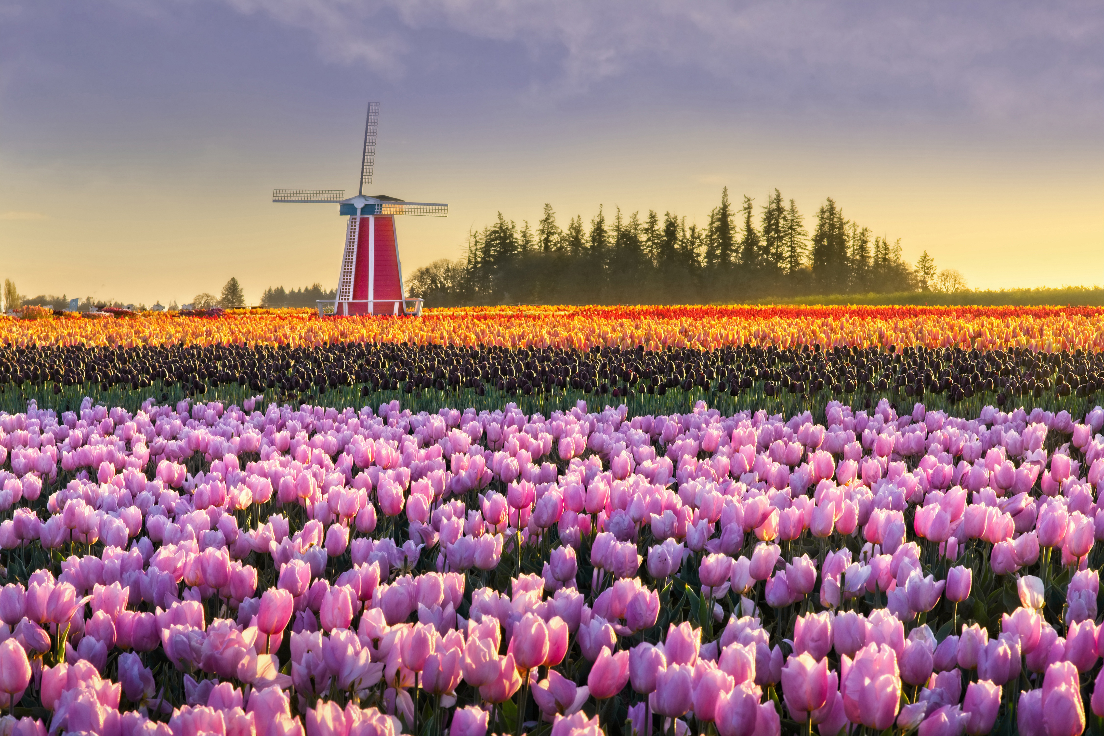 Laden Sie das Blume, Feld, Tulpe, Windmühle, Menschengemacht-Bild kostenlos auf Ihren PC-Desktop herunter