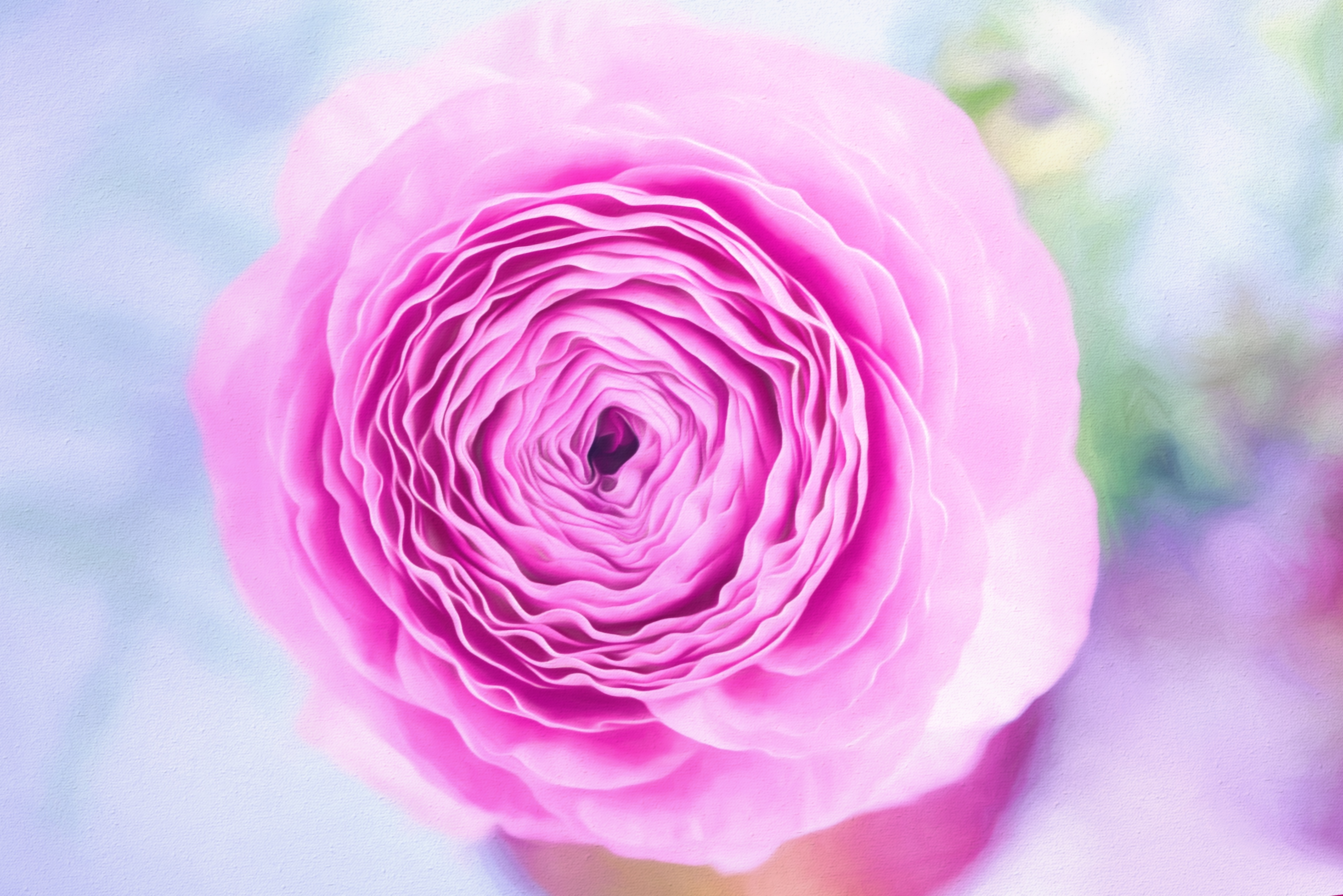 PCデスクトップに自然, フラワーズ, 花, つぼみ, 閉じる, 地球, ピンクの花画像を無料でダウンロード