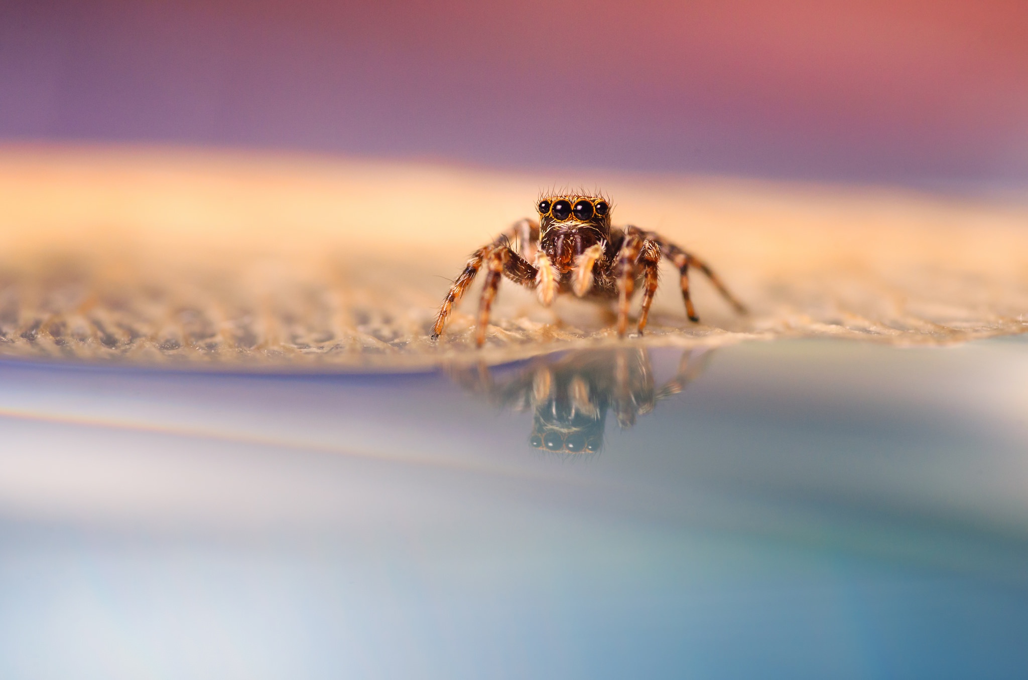 Free download wallpaper Spiders, Animal, Spider, Arachnid on your PC desktop