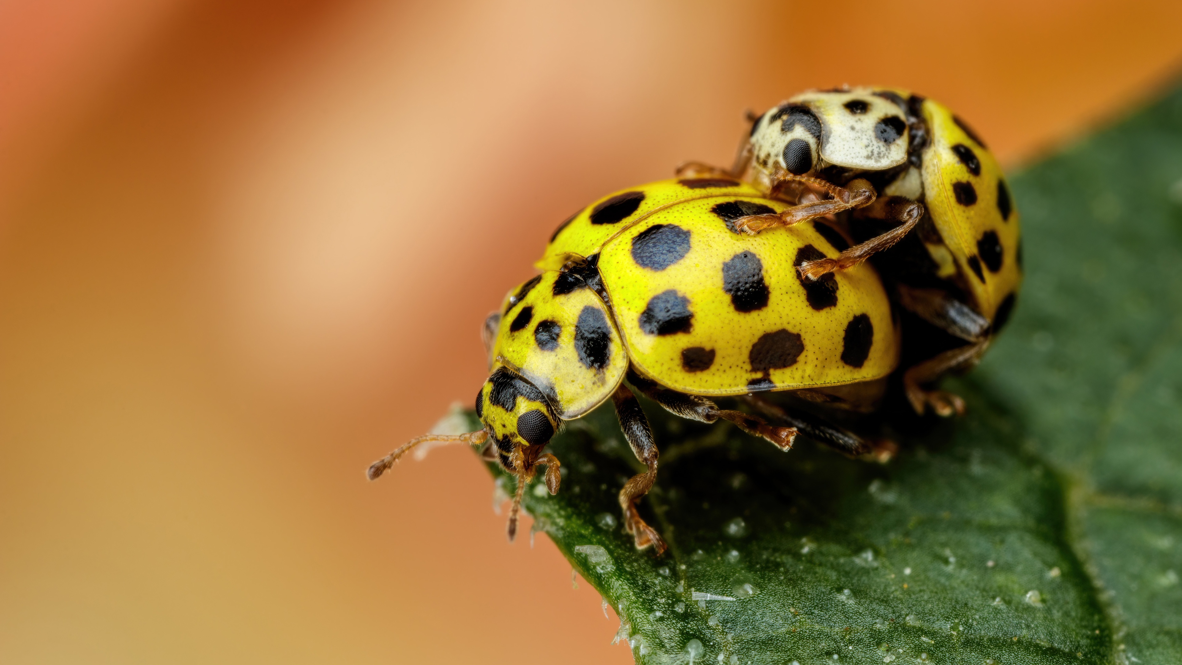 Descarga gratuita de fondo de pantalla para móvil de Animales, Mariquita.