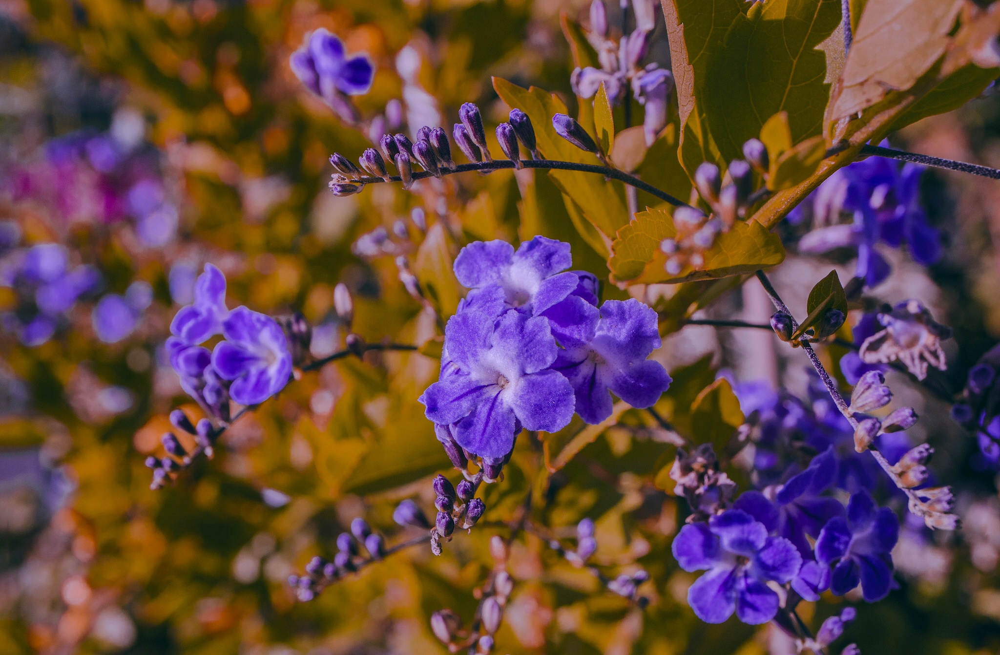 PCデスクトップに自然, フラワーズ, 花, 地球, 紫色の花画像を無料でダウンロード