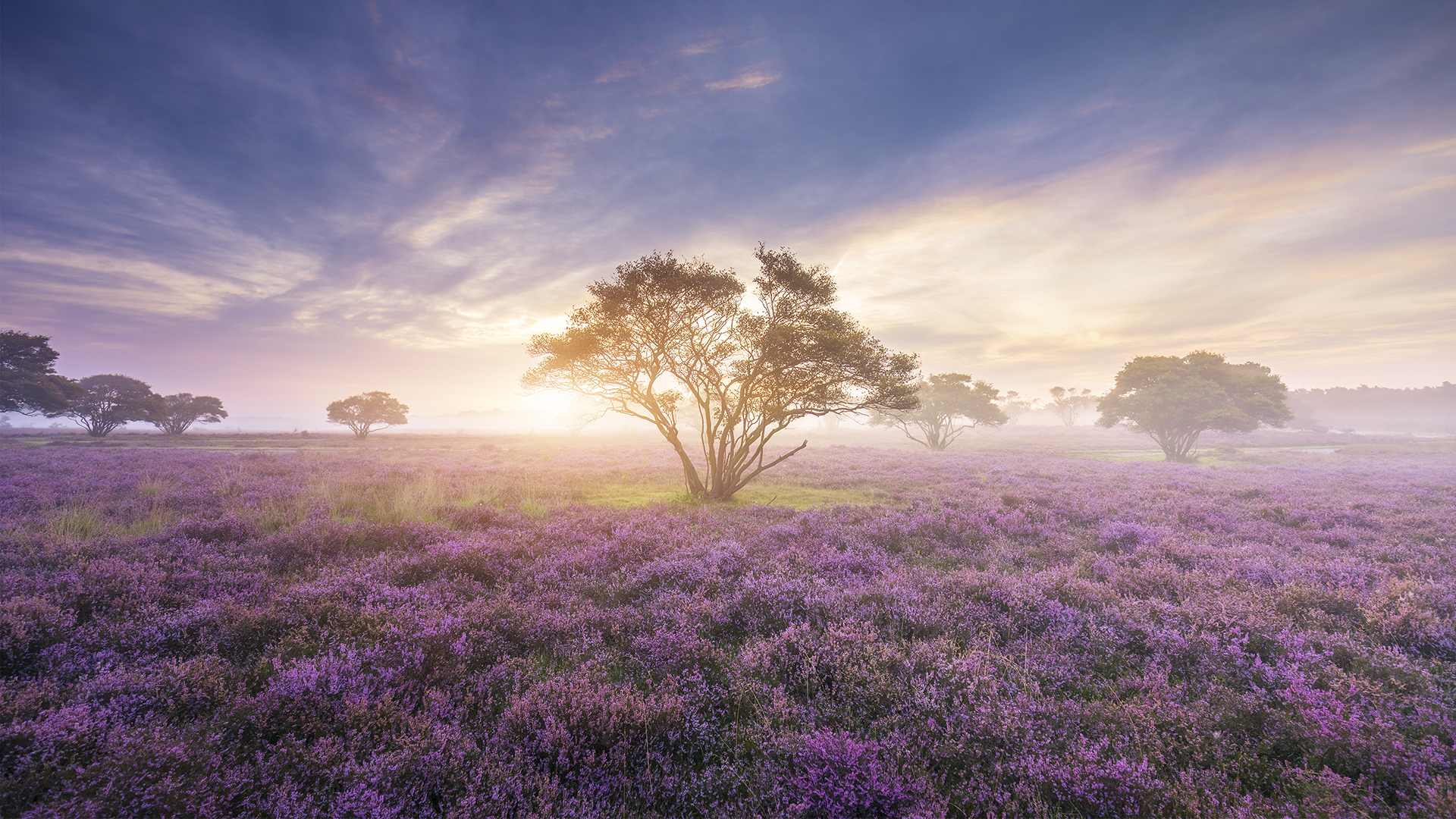 Download mobile wallpaper Nature, Flowers, Sky, Tree, Fog, Earth, Lavender, Purple Flower for free.