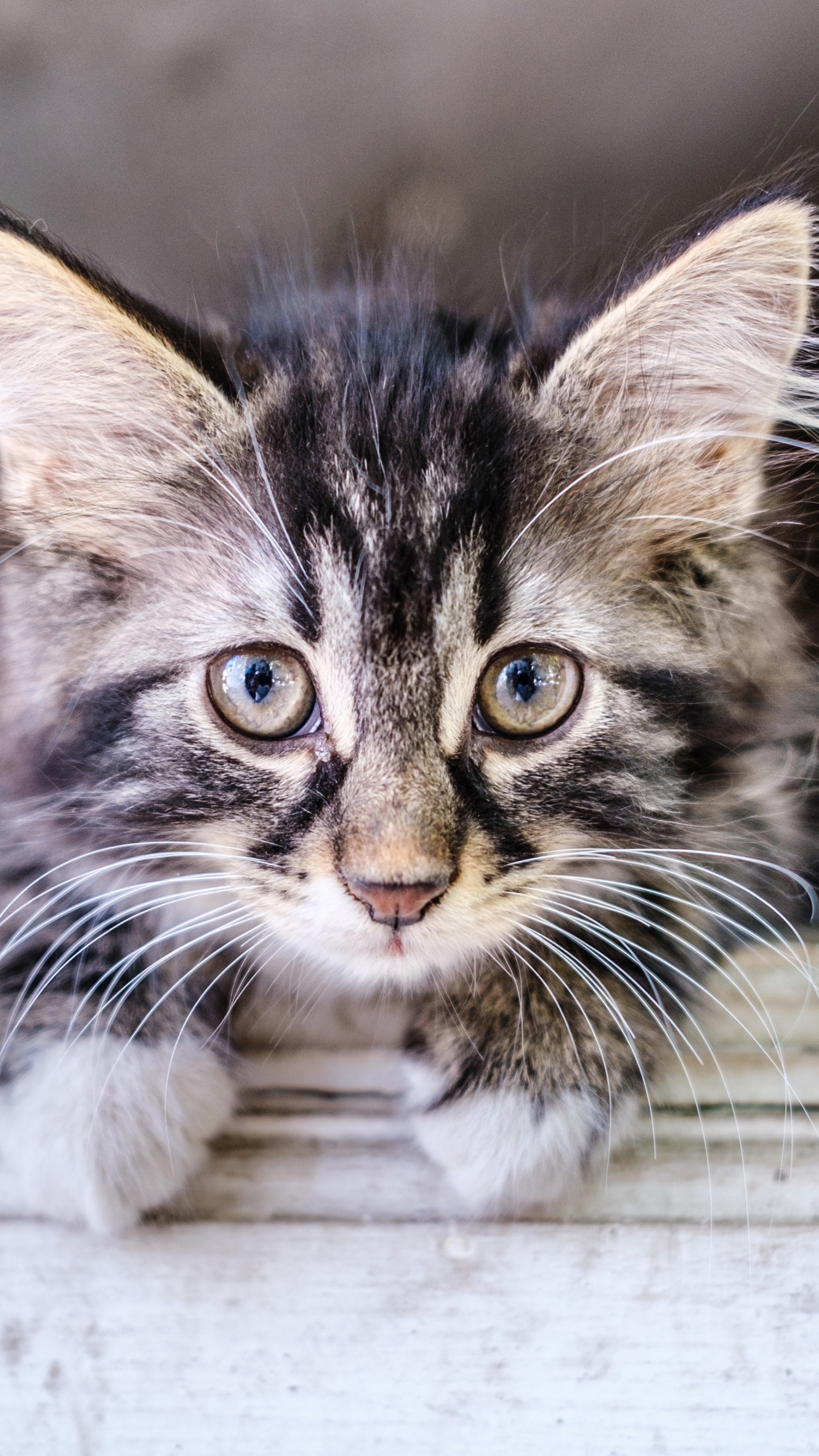 Téléchargez gratuitement l'image Animaux, Chats, Chat, Chaton, Bébé Animal sur le bureau de votre PC