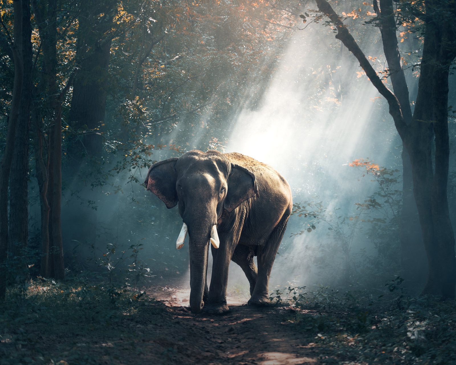 Laden Sie das Tiere, Elefant, Elefanten, Säugetier, Sonnenstrahl, Asiatischer Elefant, Sonnenbohne-Bild kostenlos auf Ihren PC-Desktop herunter