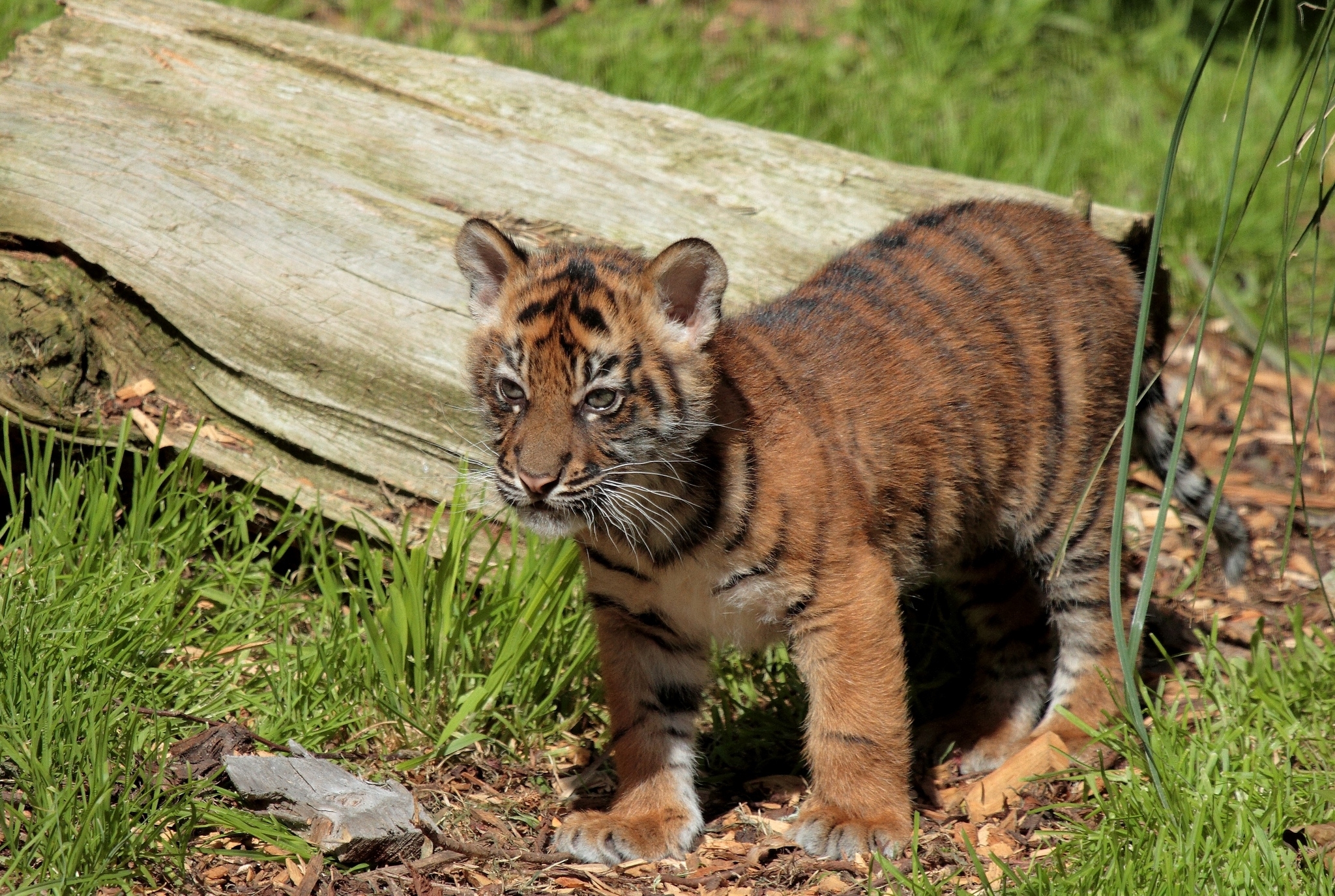 Download mobile wallpaper Cats, Tiger, Animal, Log, Baby Animal, Cub for free.