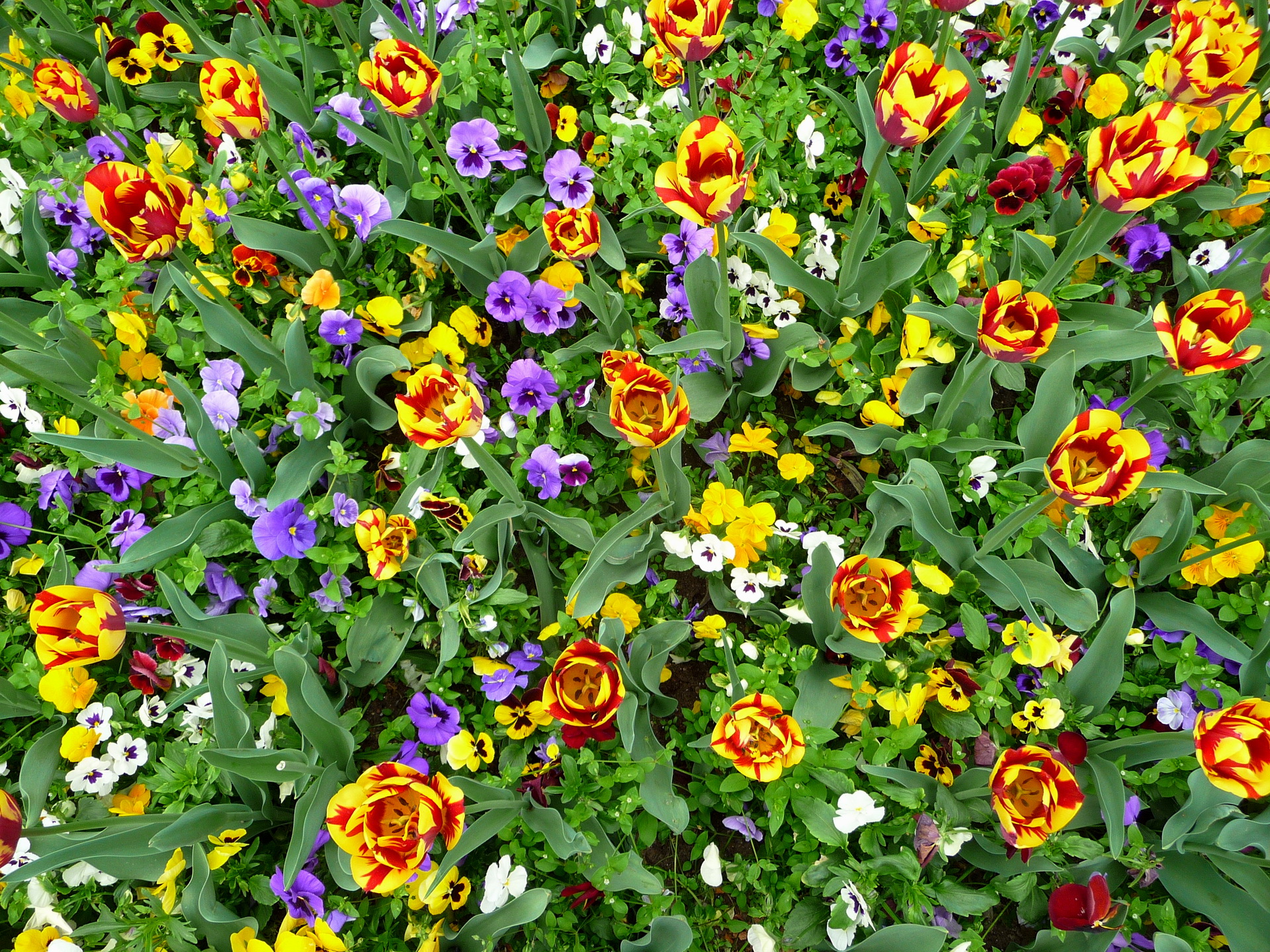 253611 descargar fondo de pantalla tierra/naturaleza, flor, pensamiento, tulipán, flores: protectores de pantalla e imágenes gratis