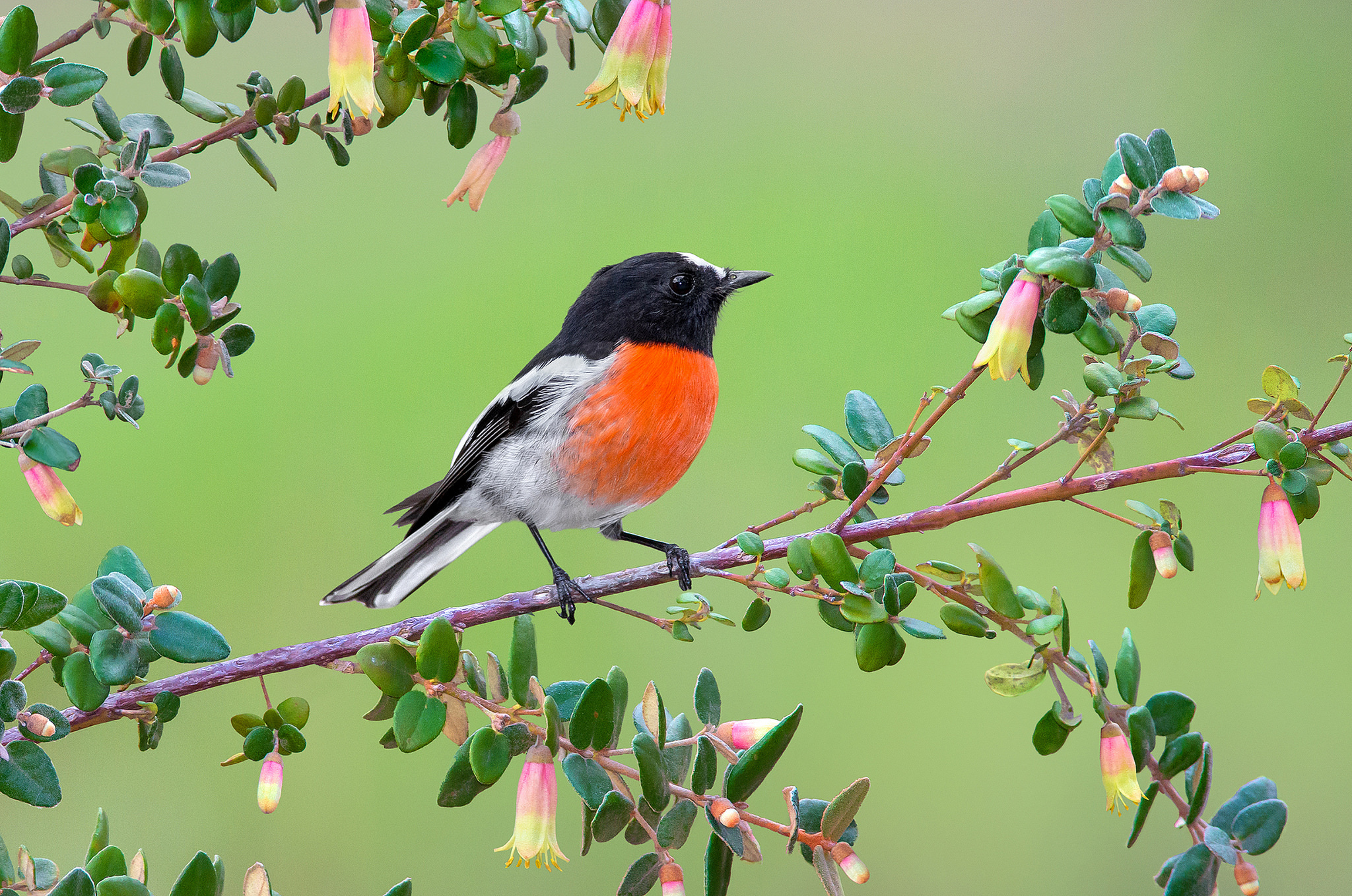 Download mobile wallpaper Birds, Bird, Branch, Animal, Robin for free.