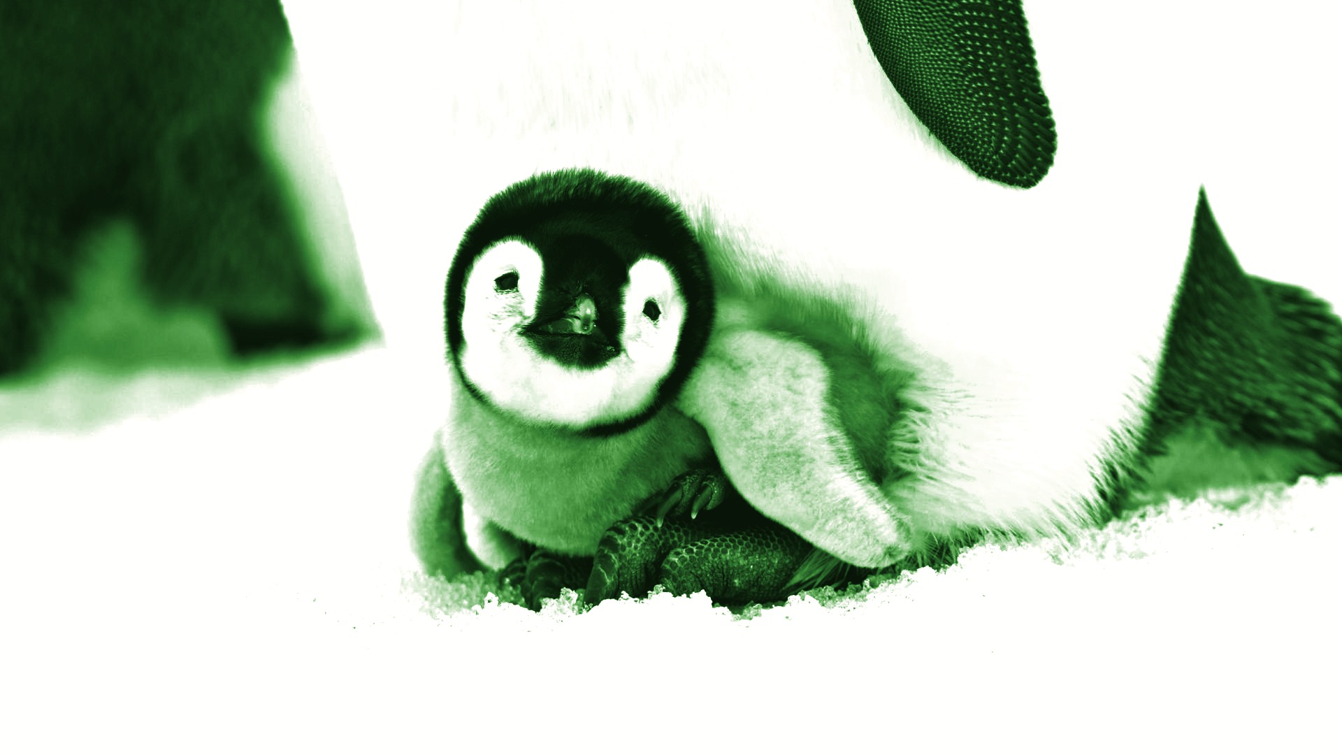 Descarga gratis la imagen Animales, Pingüino, Aves, Ave en el escritorio de tu PC