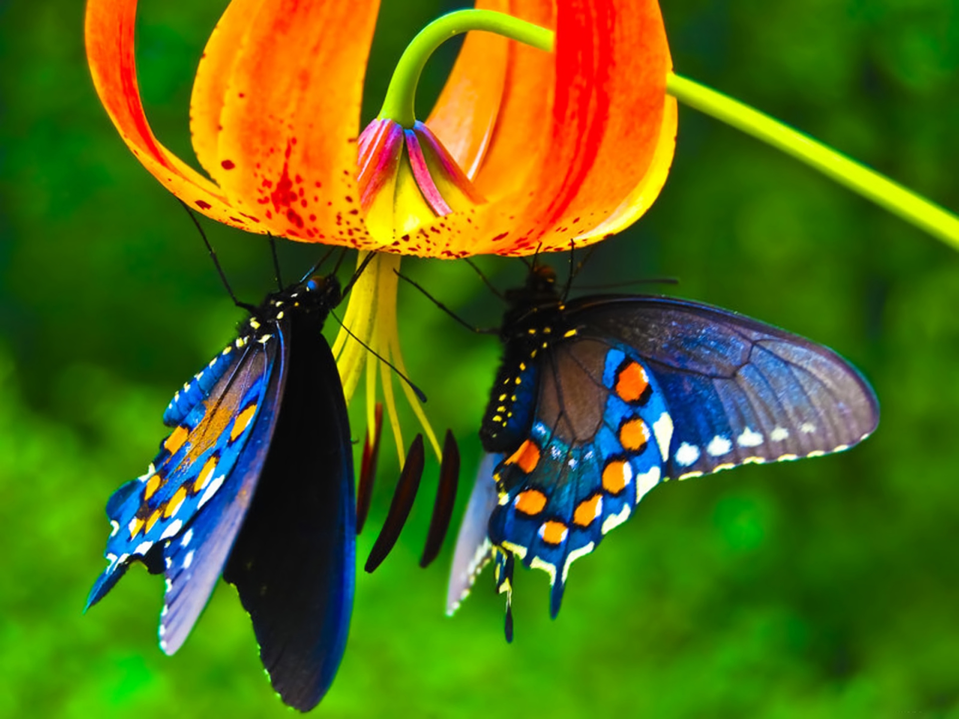 PCデスクトップに動物, 蝶, 花, 青い, カラフル画像を無料でダウンロード