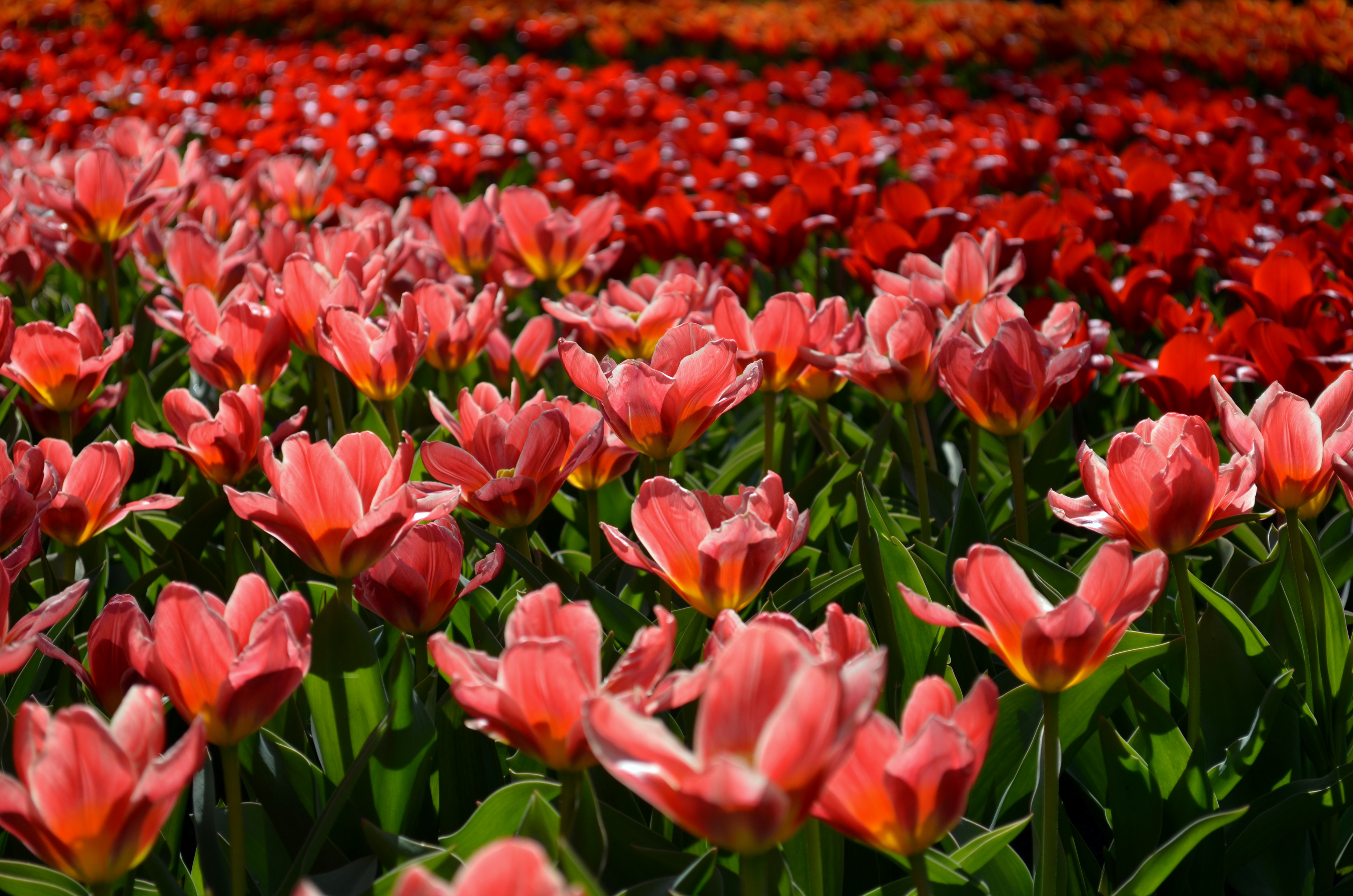 Download mobile wallpaper Nature, Flowers, Flower, Earth, Field, Tulip, Red Flower for free.
