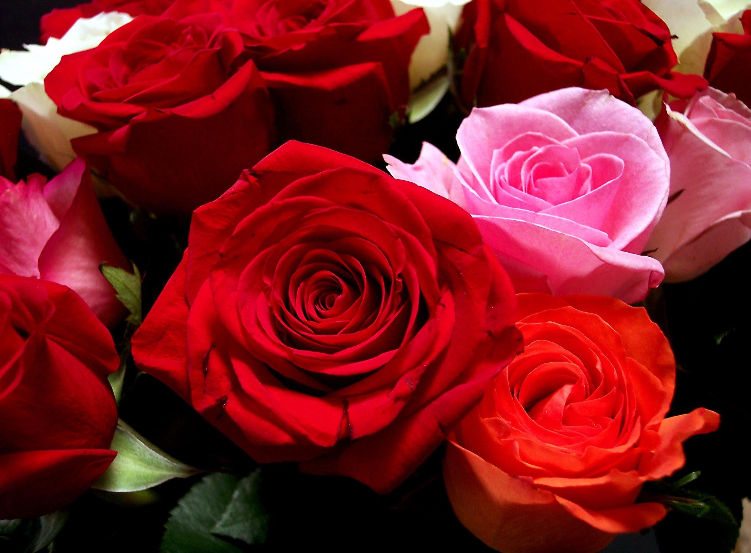 125550 скачать обои розы, бутоны, цветы, крупный план, букет - заставки и картинки бесплатно