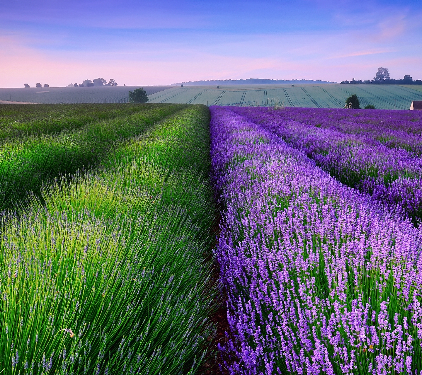 Download mobile wallpaper Flowers, Earth, Field, Lavender for free.