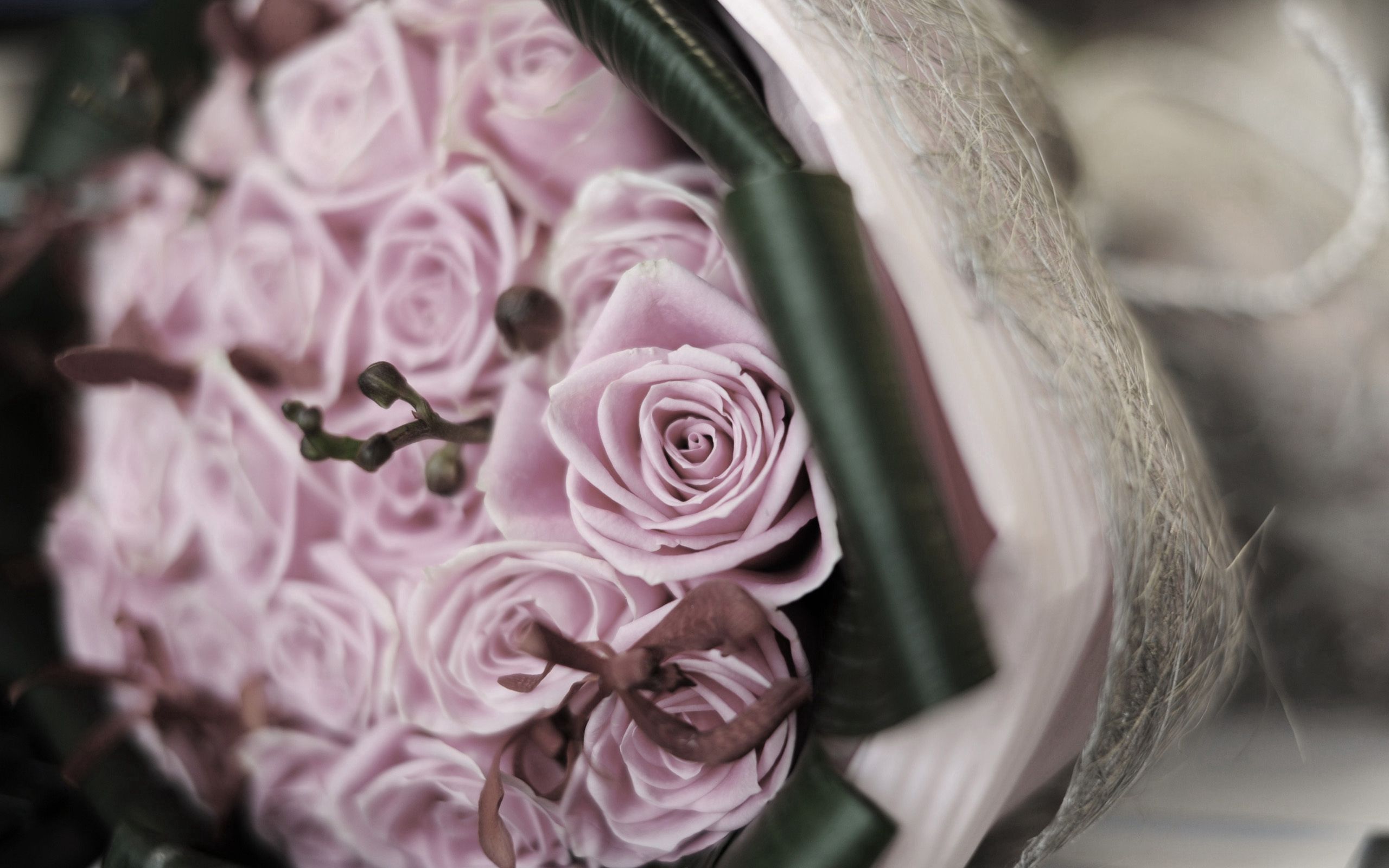 Téléchargez gratuitement l'image Bouquet, Lisse, Branche, Flou, Fleurs, Roses sur le bureau de votre PC