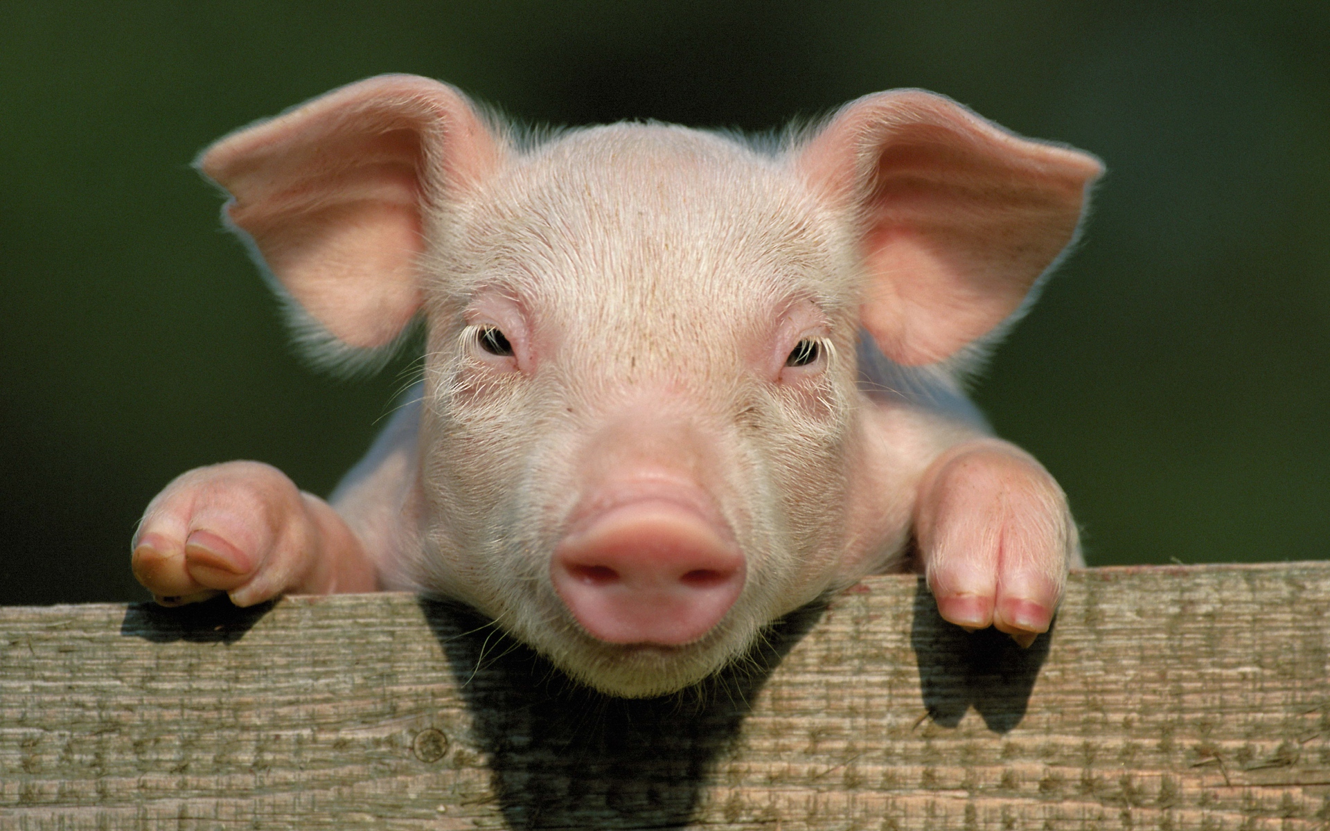 無料モバイル壁紙動物, 豚をダウンロードします。