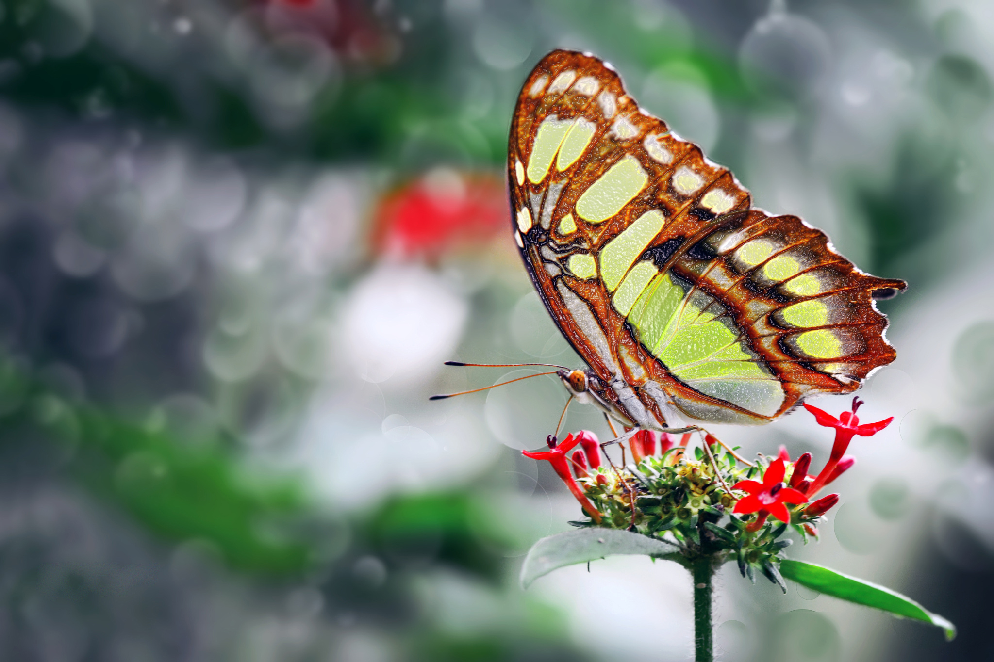 Free download wallpaper Flower, Macro, Insect, Butterfly, Animal, Bokeh on your PC desktop