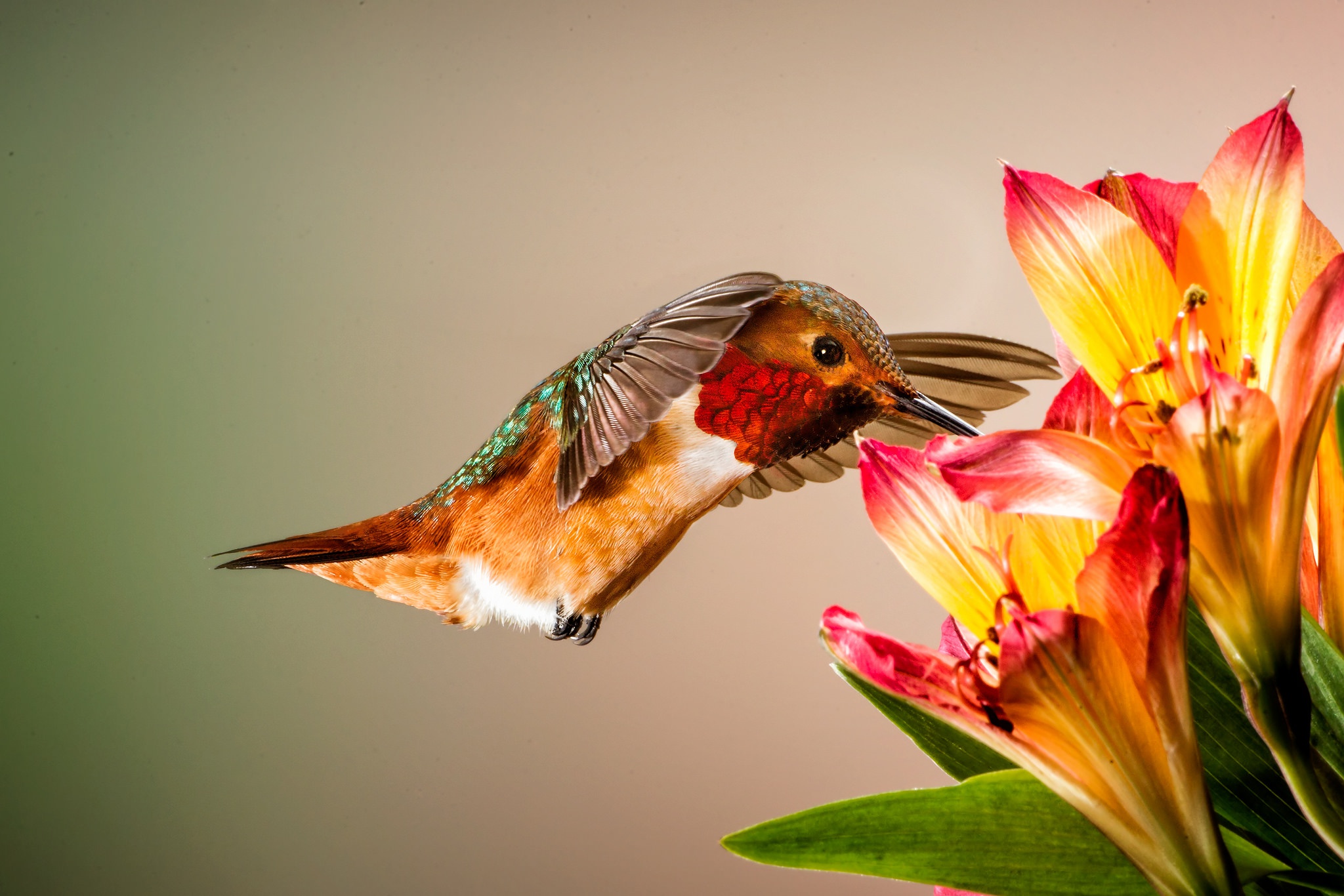 無料モバイル壁紙動物, 鳥, 花, ハチドリをダウンロードします。