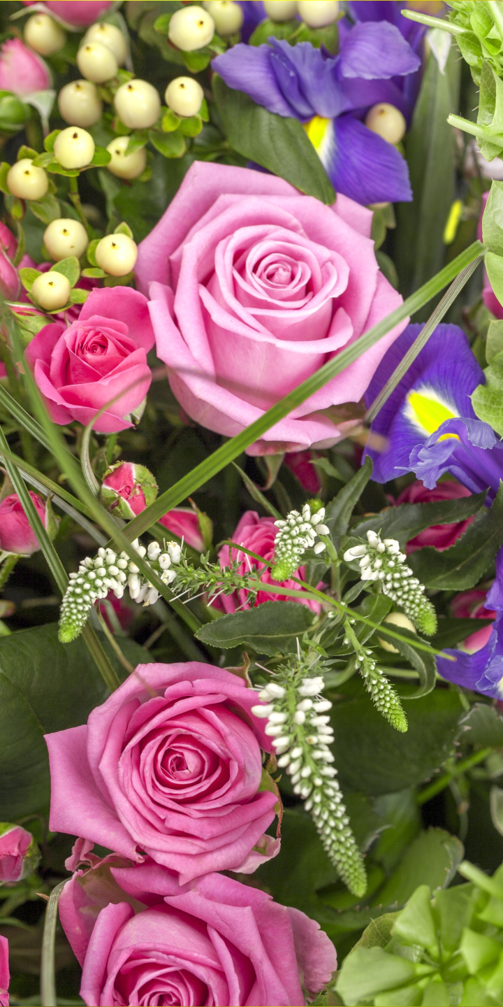 Download mobile wallpaper Flowers, Flower, Rose, Earth, Bokeh, Purple Flower, Pink Flower for free.