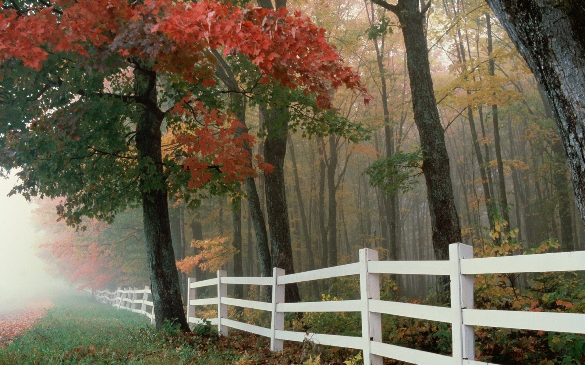 Free download wallpaper Forest, Fog, Fall, Fence, Man Made on your PC desktop