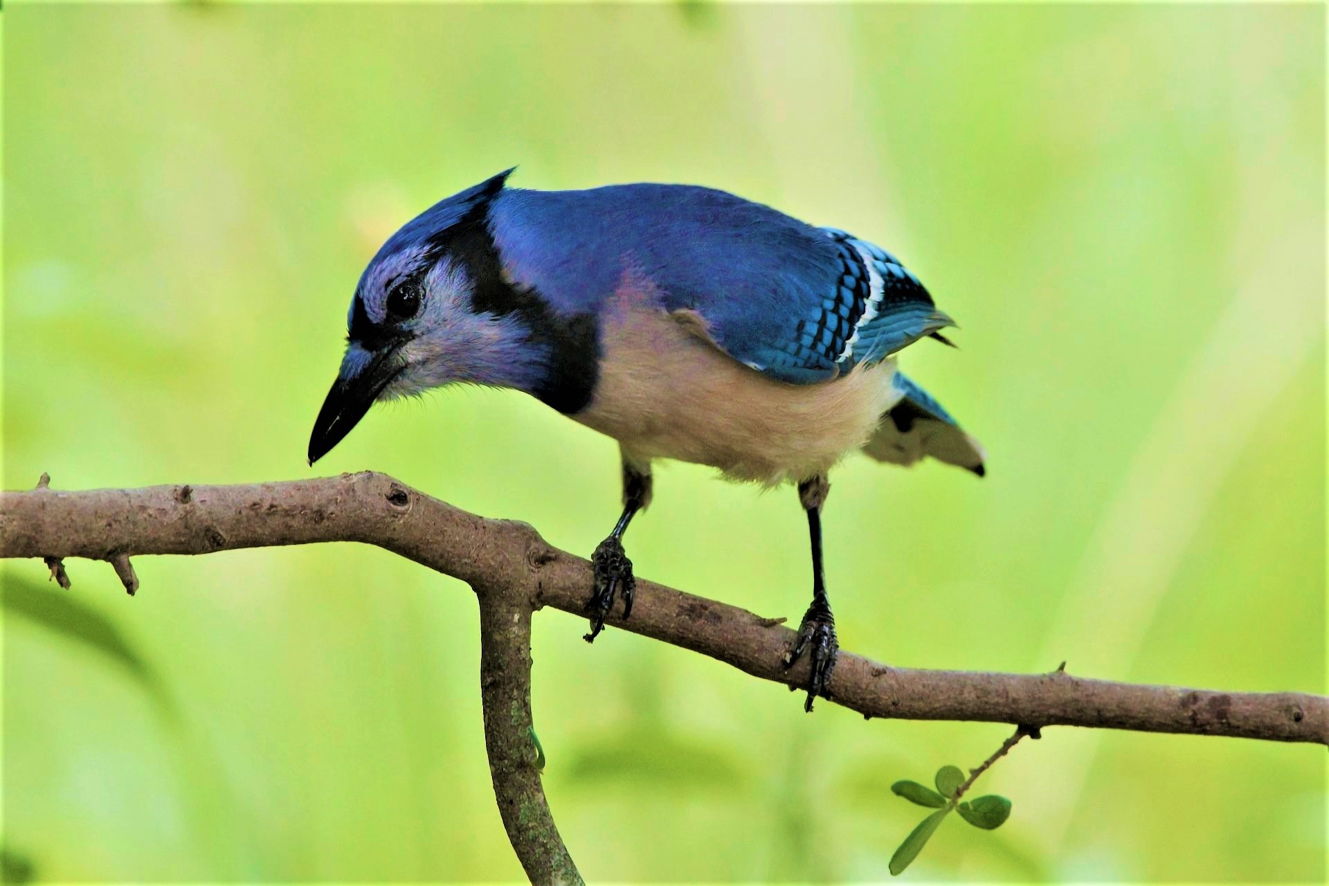 Descarga gratis la imagen Animales, Rama, Aves, Ave, Arrendajo Azul en el escritorio de tu PC
