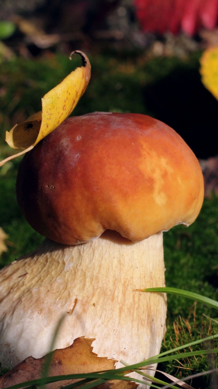 Téléchargez des papiers peints mobile Champignon, Terre/nature gratuitement.