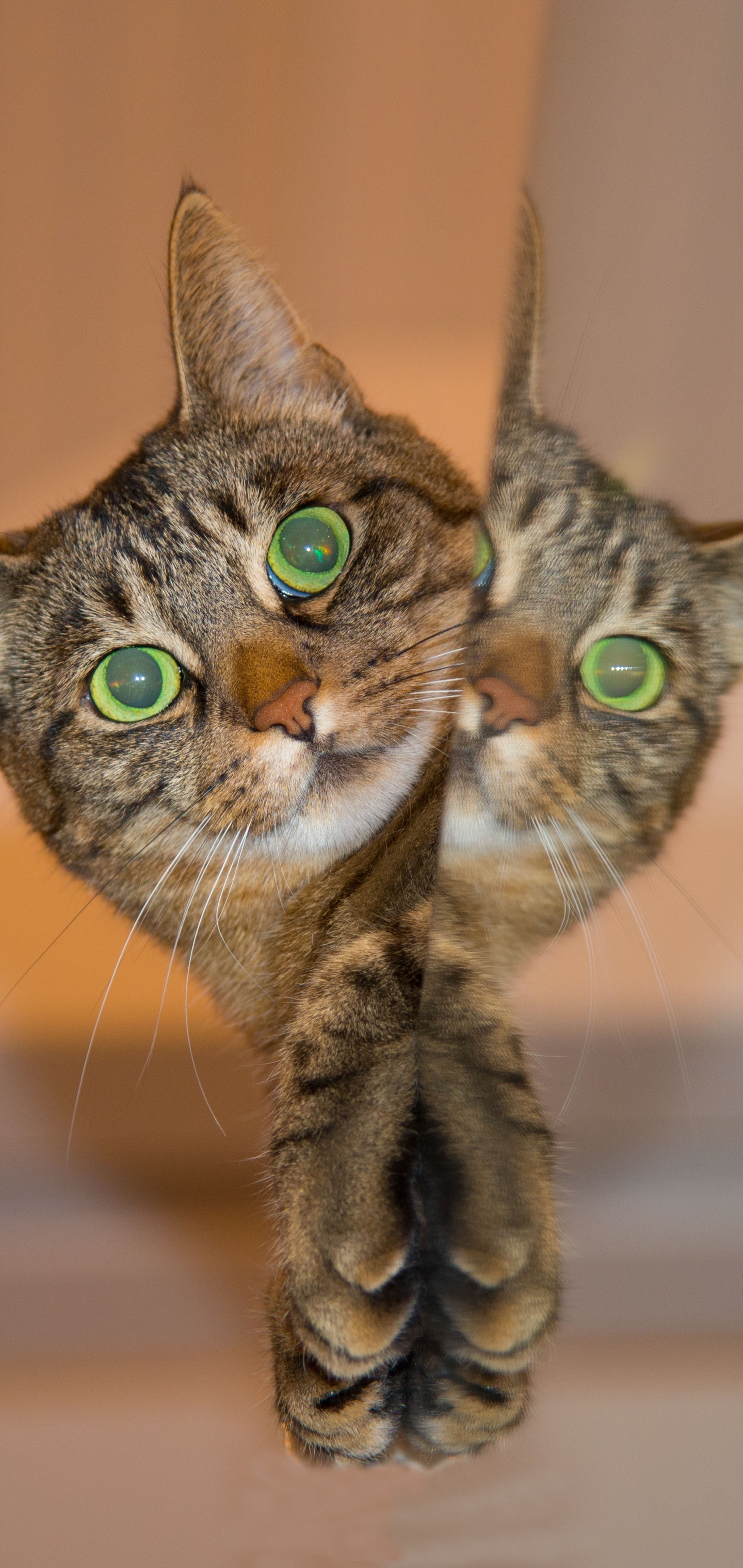 無料モバイル壁紙動物, 反射, ネコ, 猫をダウンロードします。