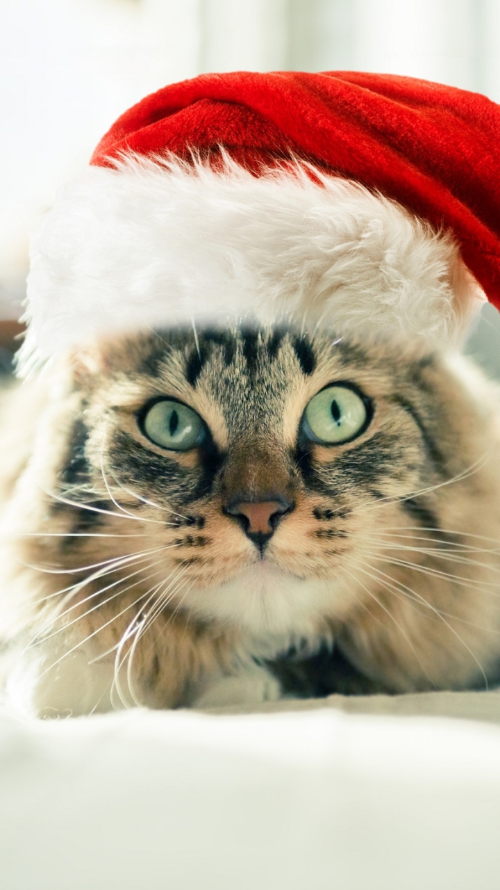 Handy-Wallpaper Tiere, Katzen, Katze, Weihnachtsmütze kostenlos herunterladen.