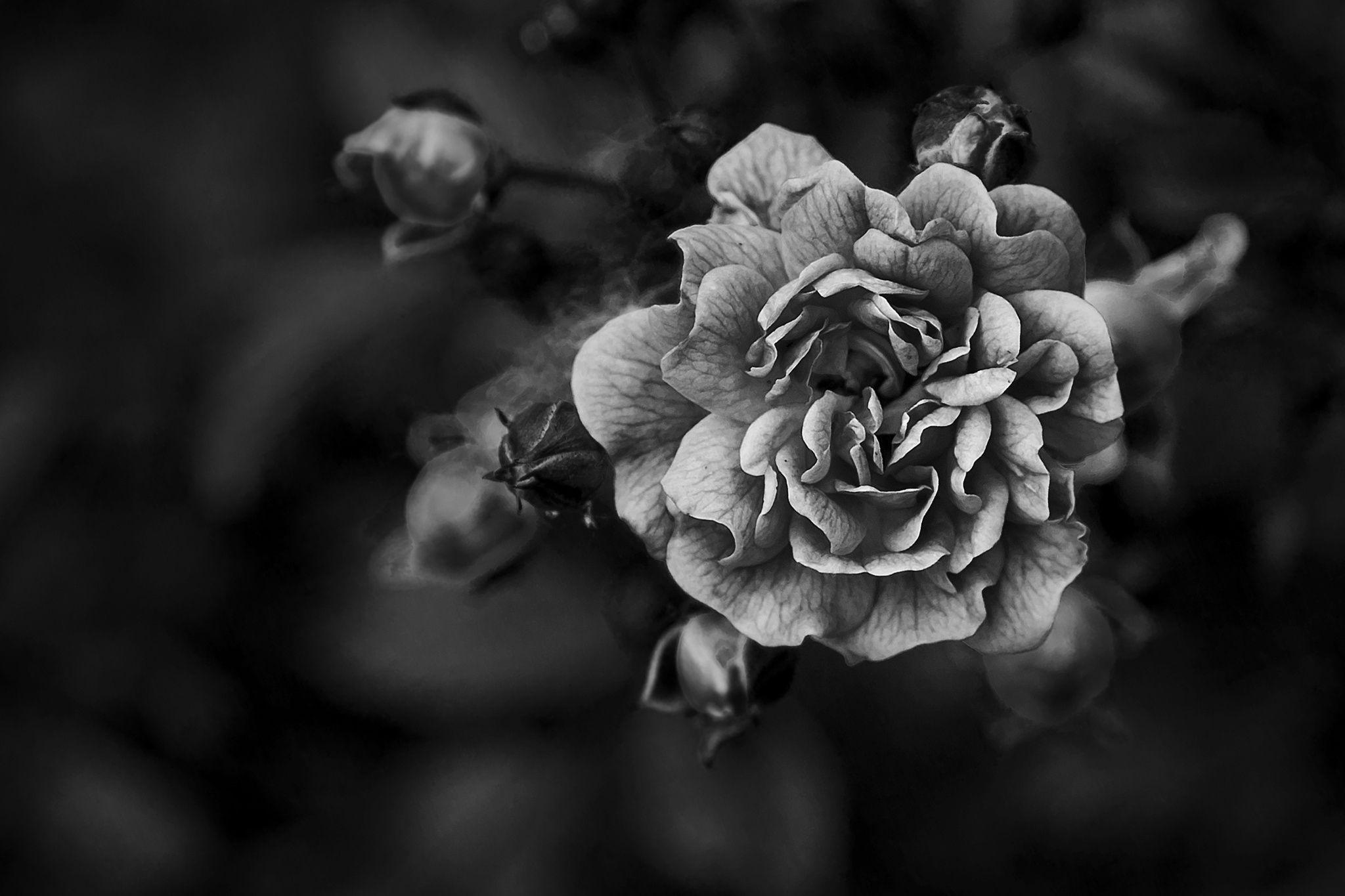 Free download wallpaper Nature, Flowers, Flower, Rose, Earth, Black & White on your PC desktop