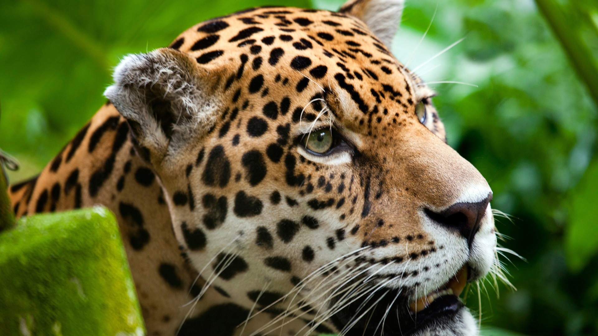 Baixar papel de parede para celular de Animais, Gatos, Leopardo gratuito.