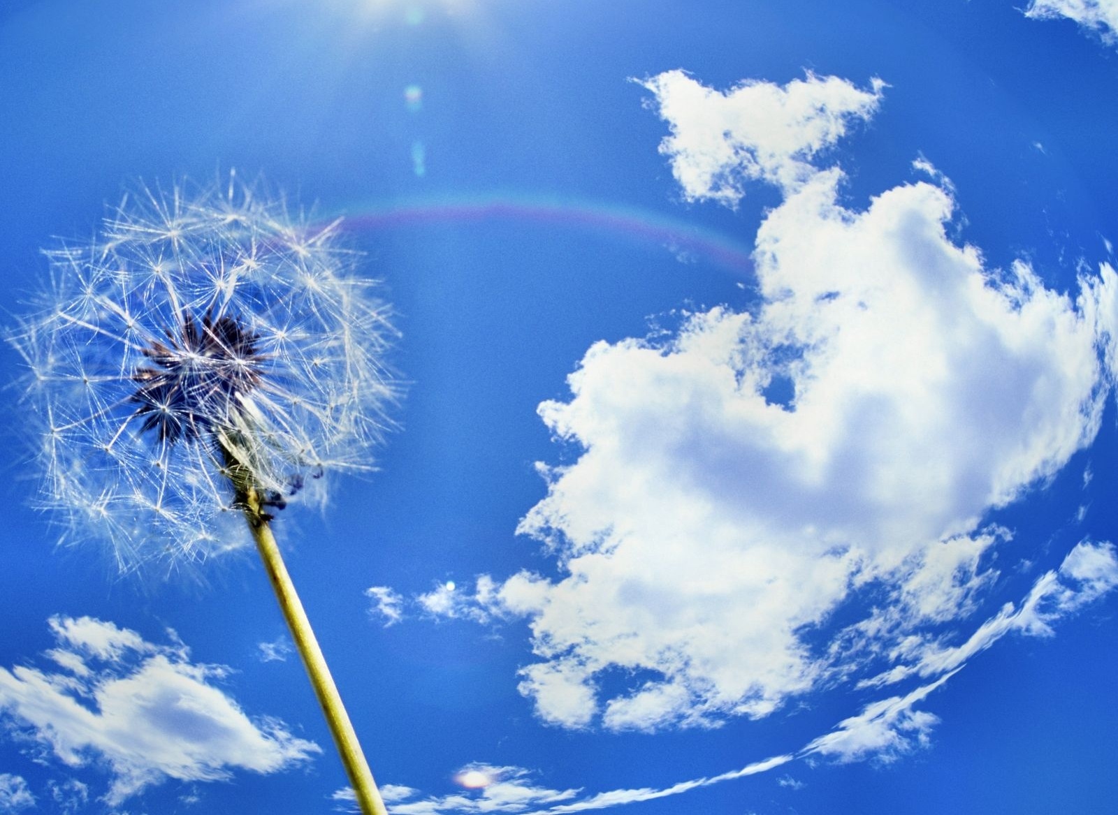 Download mobile wallpaper Earth, Dandelion for free.