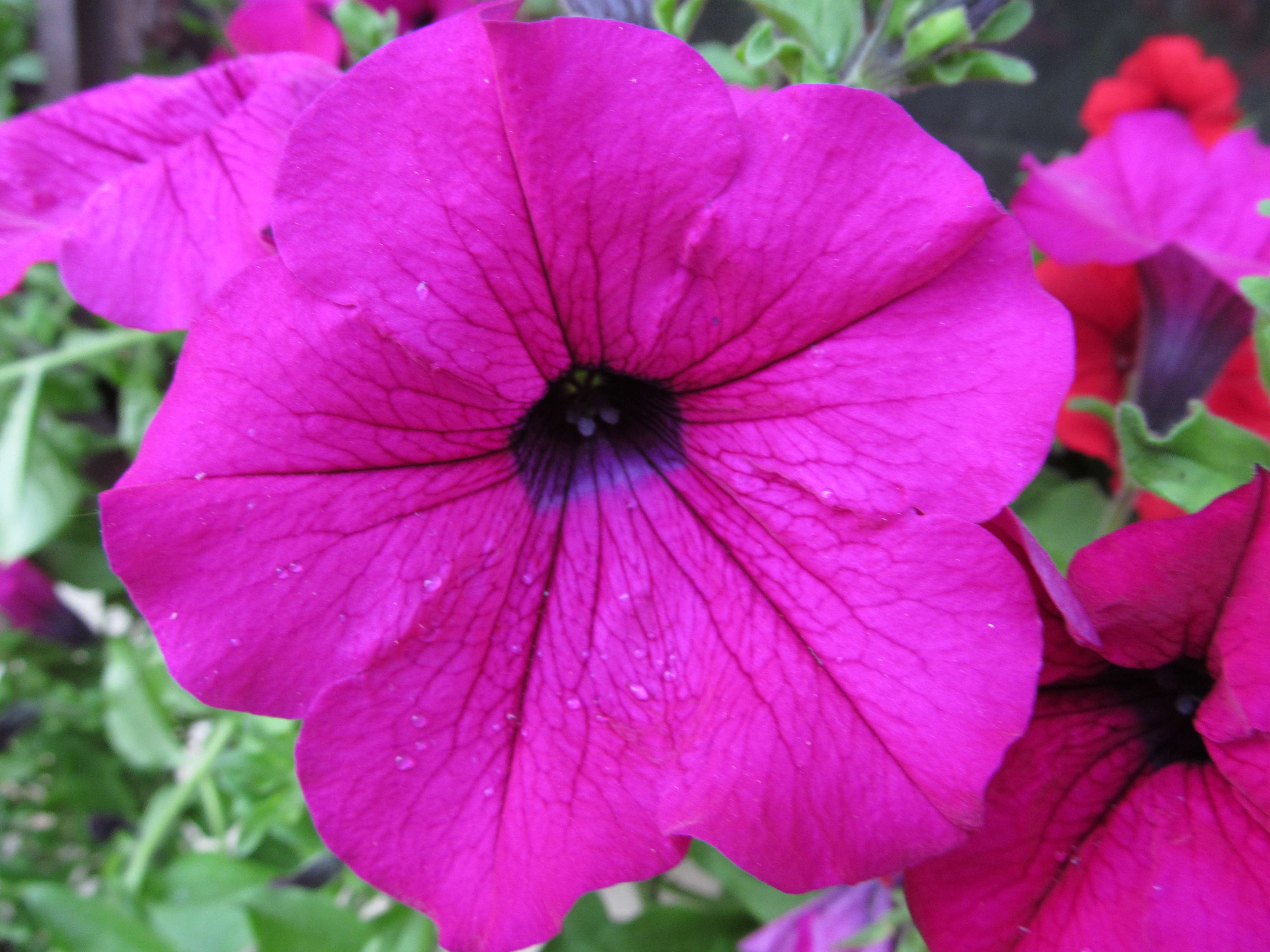 Téléchargez gratuitement l'image Fleurs, Fleur, Terre/nature sur le bureau de votre PC