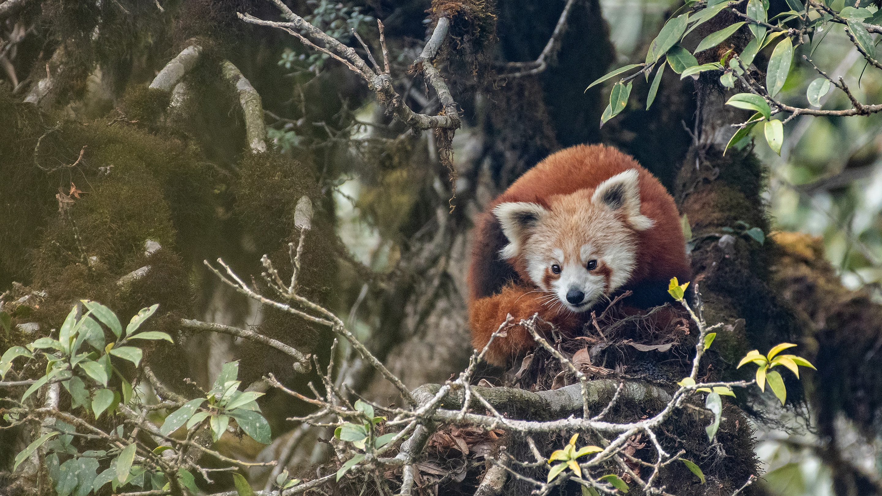 Descarga gratis la imagen Animales, Panda Rojo en el escritorio de tu PC