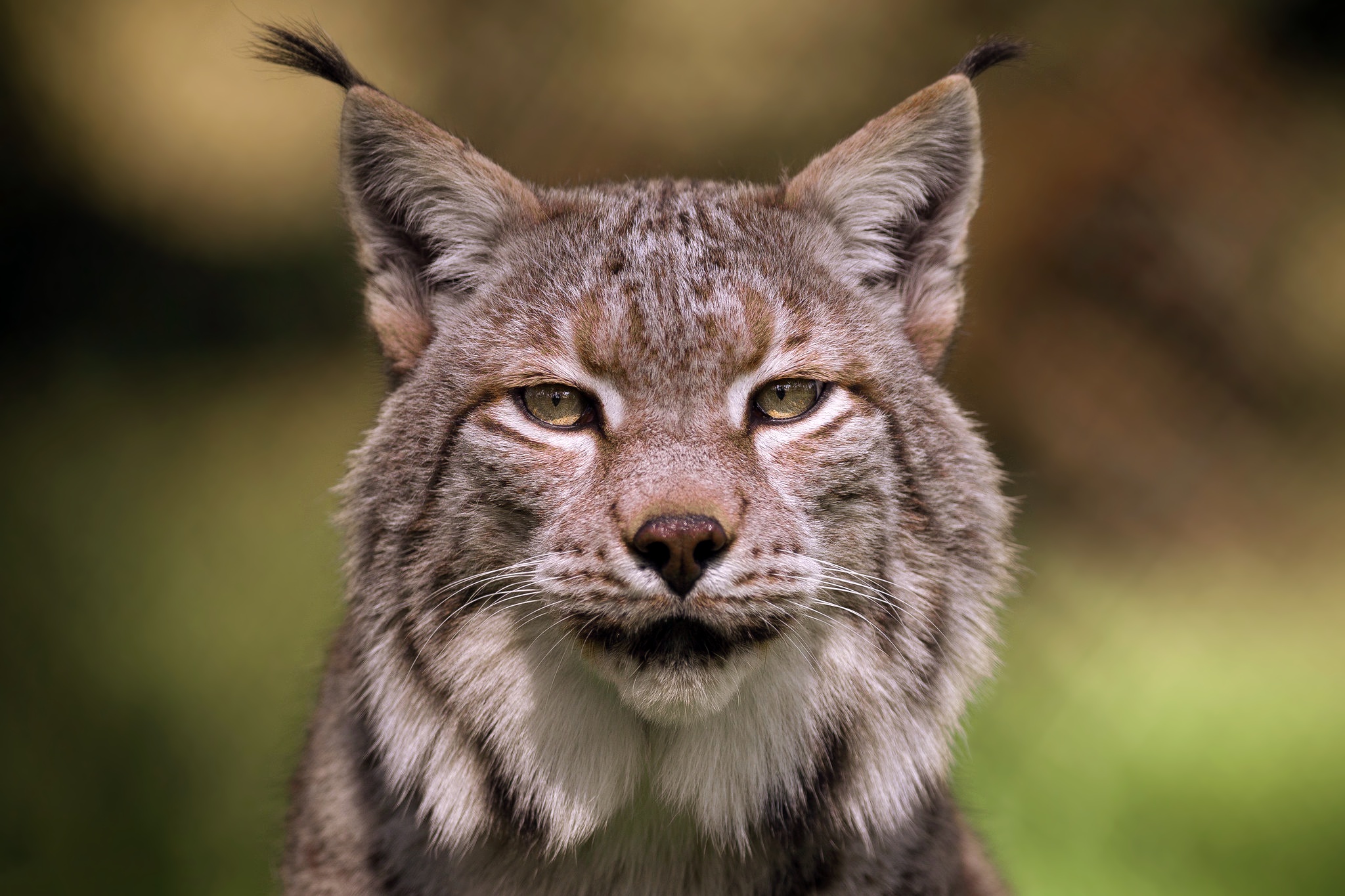 Handy-Wallpaper Tiere, Katzen, Luchs, Starren kostenlos herunterladen.