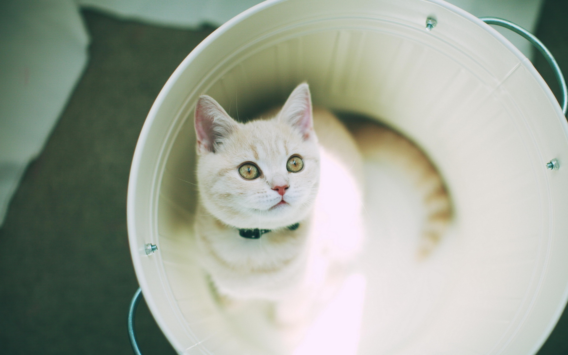 Téléchargez gratuitement l'image Animaux, Chats, Chat sur le bureau de votre PC