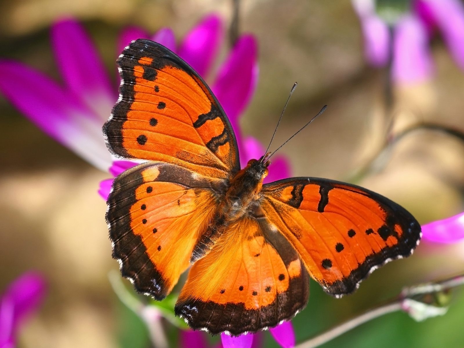 Descarga gratuita de fondo de pantalla para móvil de Animales, Insecto, Mariposa, Color Naranja).